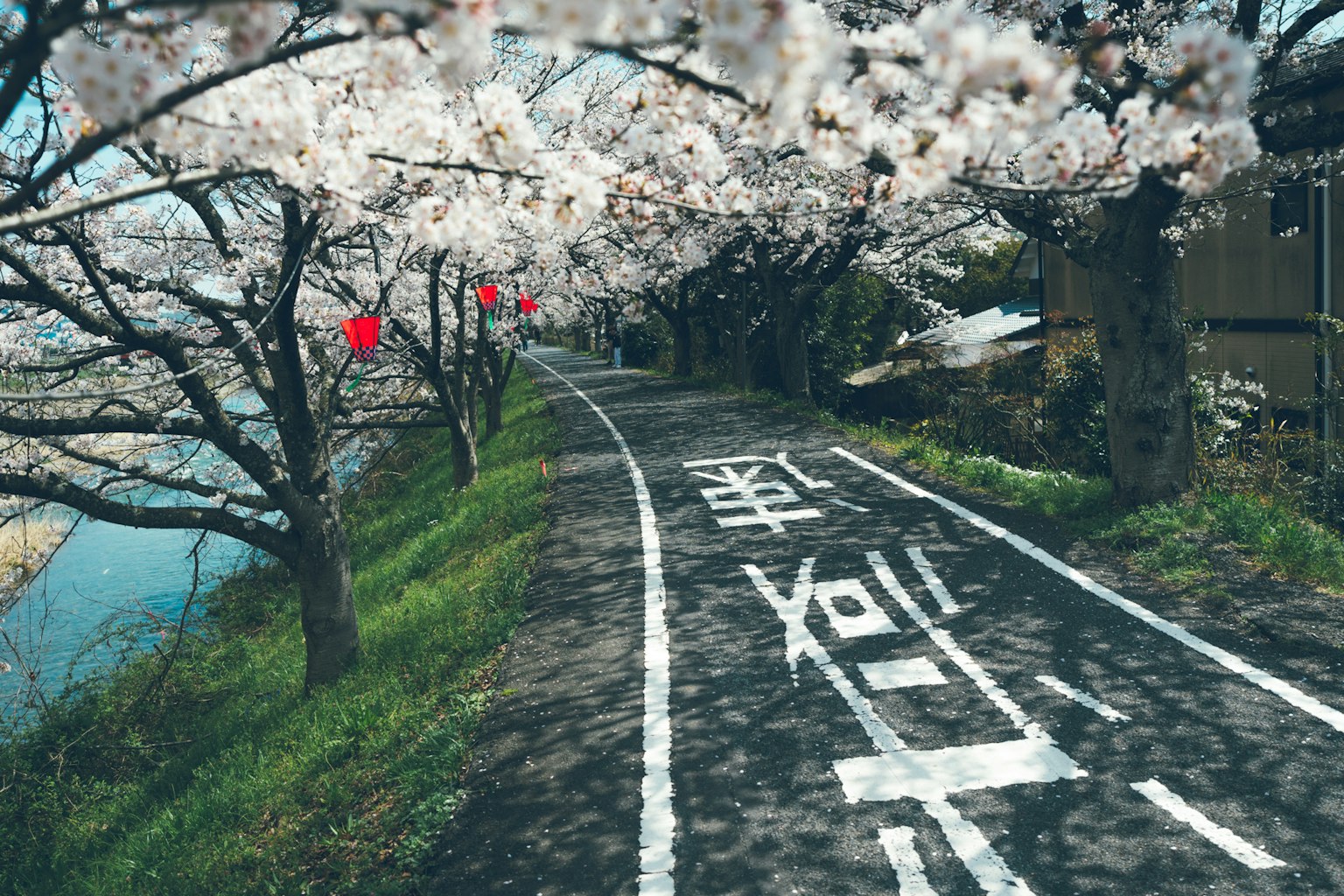 樱花树环绕的小路和河流的风景