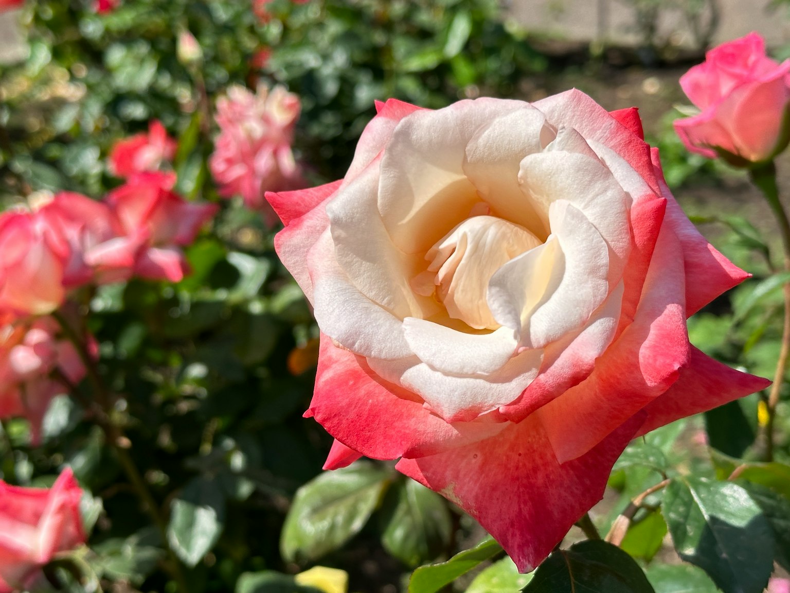 Close-up of a pink and cream rose blooming in a garden