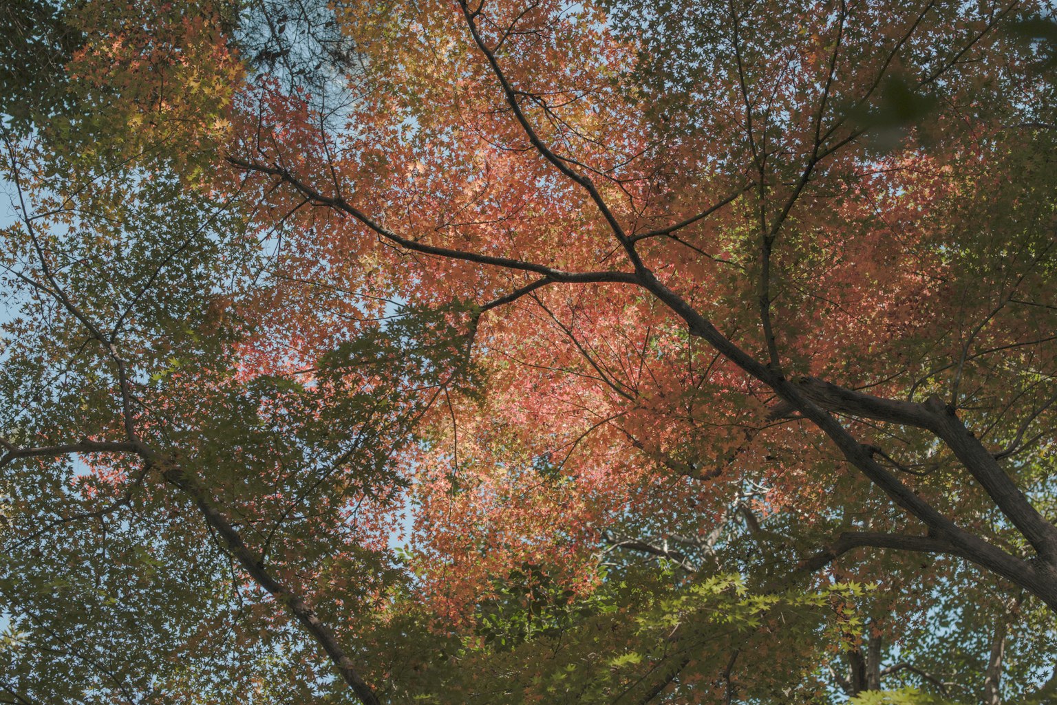 Vue du dessous des feuilles d'automne colorées contre un ciel bleu