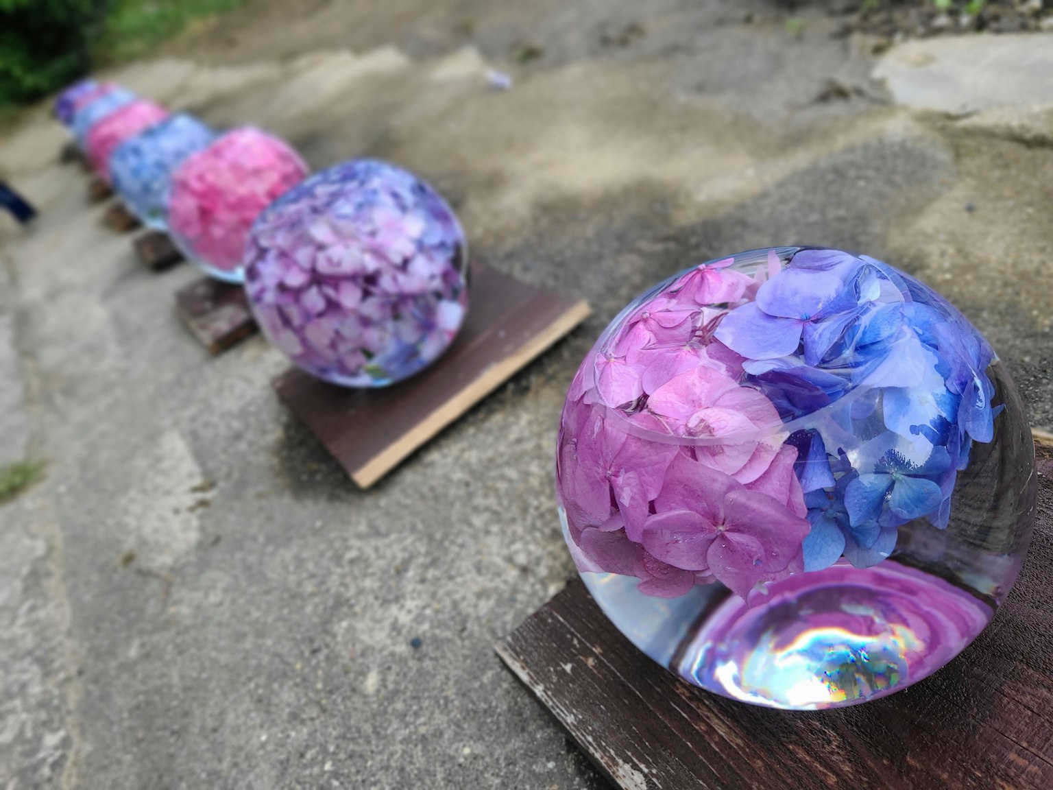 一排透明球體，內含色彩繽紛的花瓣