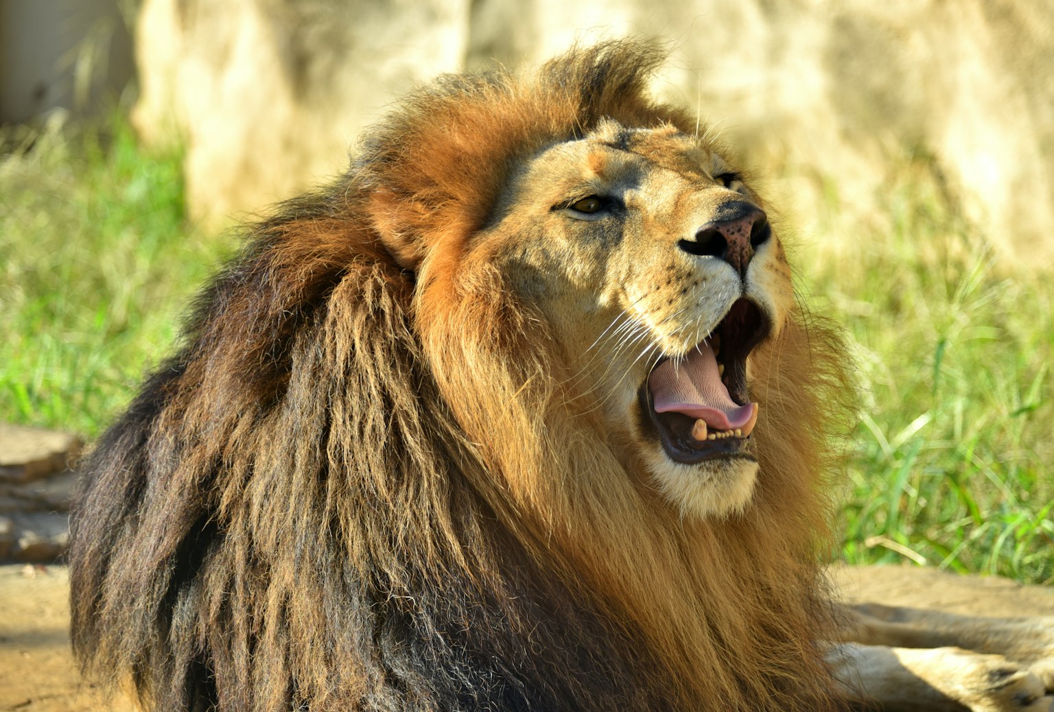 A lion yawning with a mane resembling hair and a green grass background
