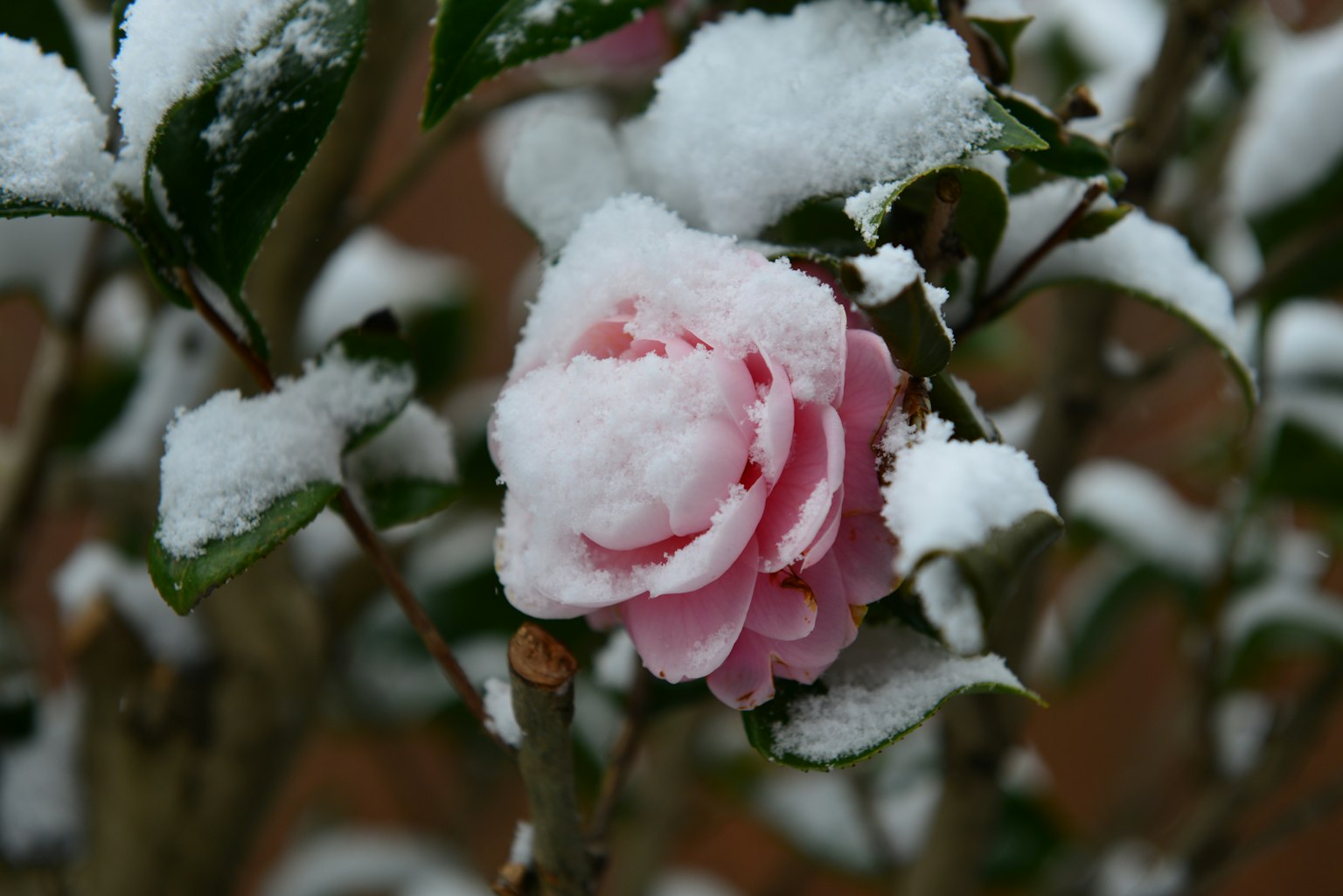 雪に覆われたピンクの花が咲いている植物のクローズアップ