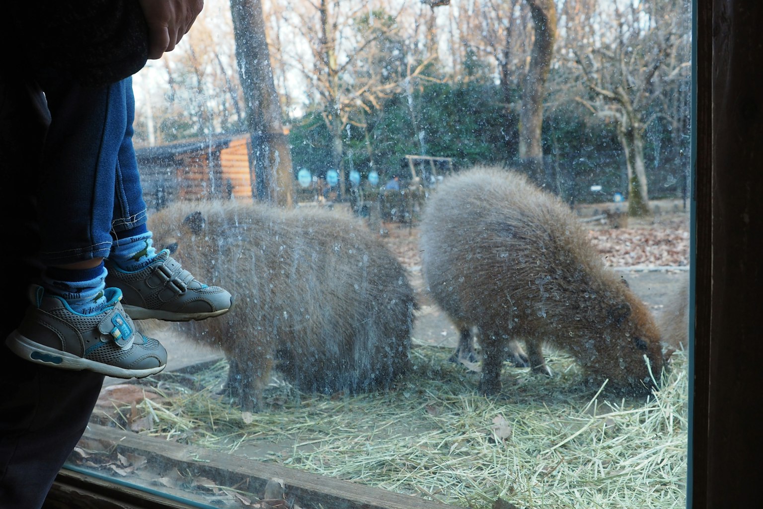 Due animali che mangiano erba visti attraverso una finestra con i piedi di una persona appoggiati sul bordo