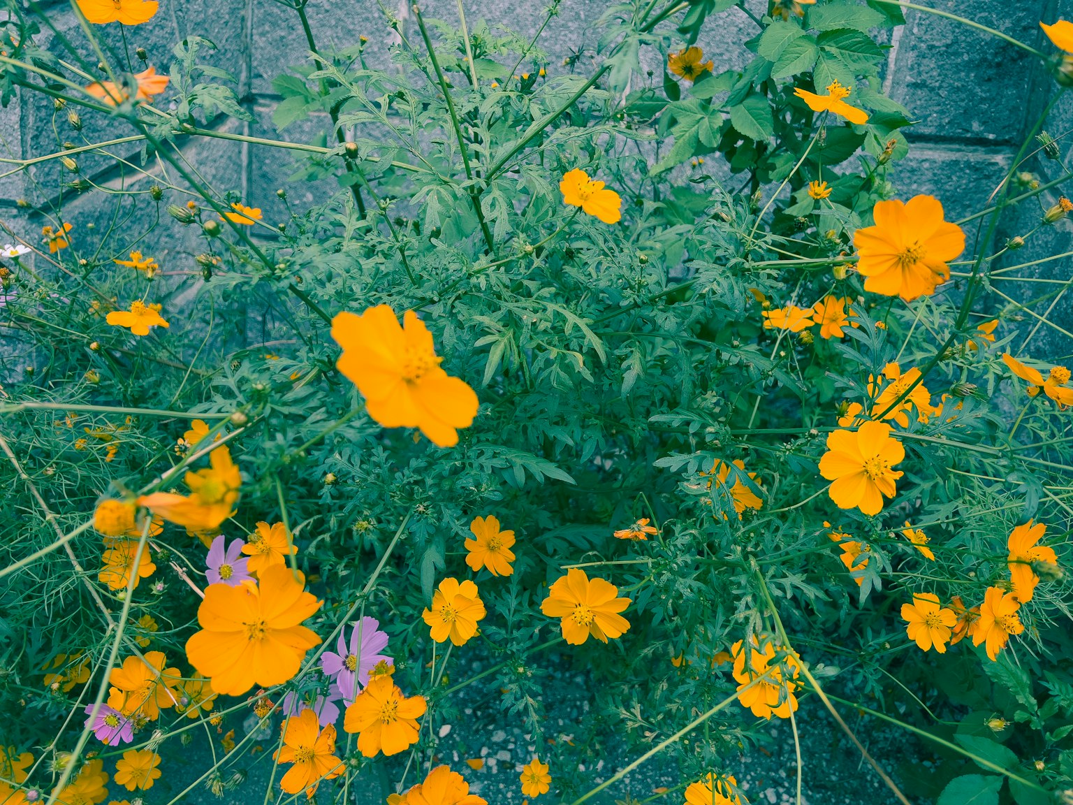 Flores naranjas vibrantes floreciendo en una planta verde exuberante