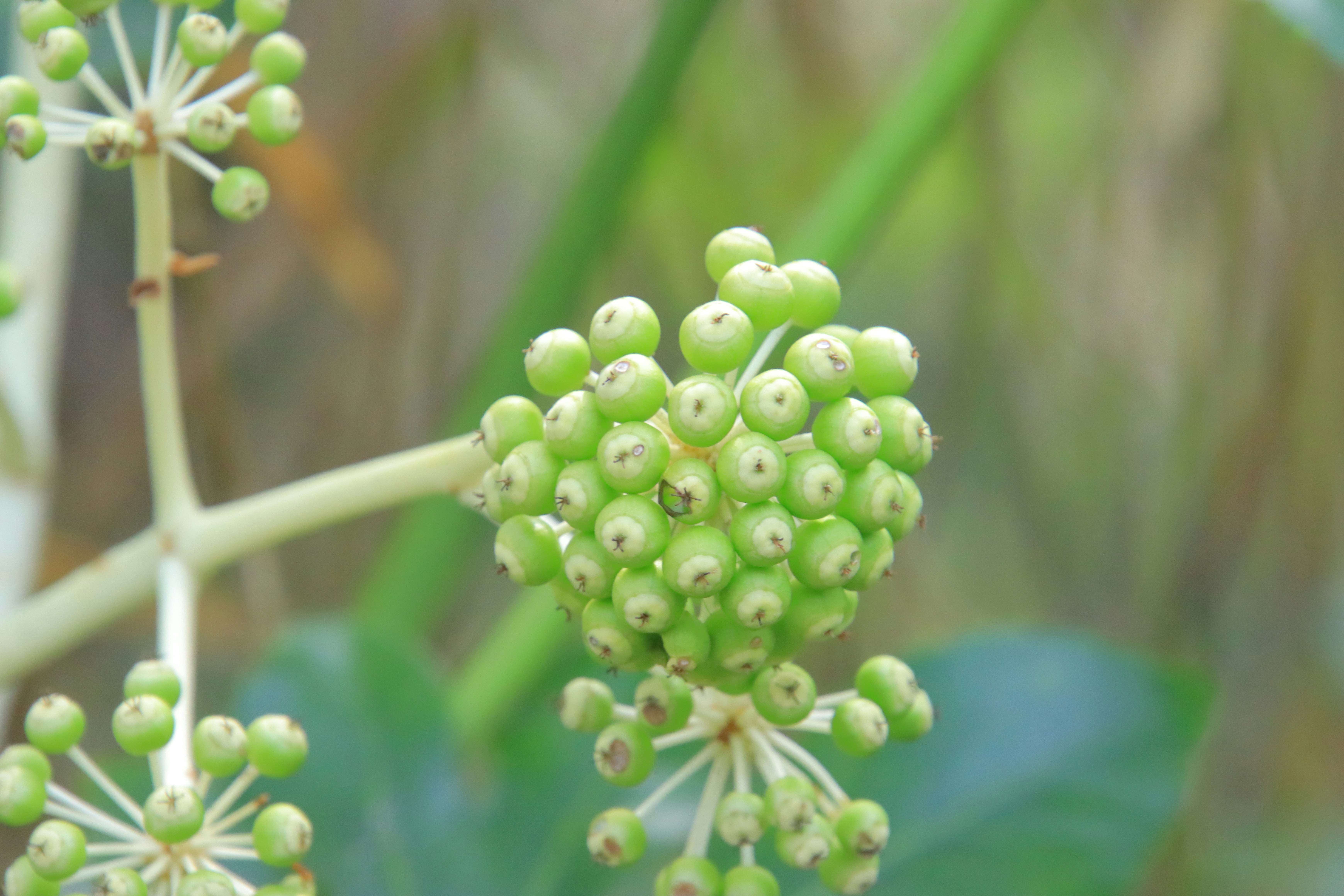 緑の実が房になった植物のクローズアップ