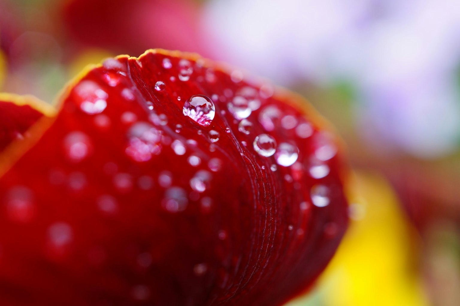 Gros plan d'un pétale rouge avec des gouttes d'eau
