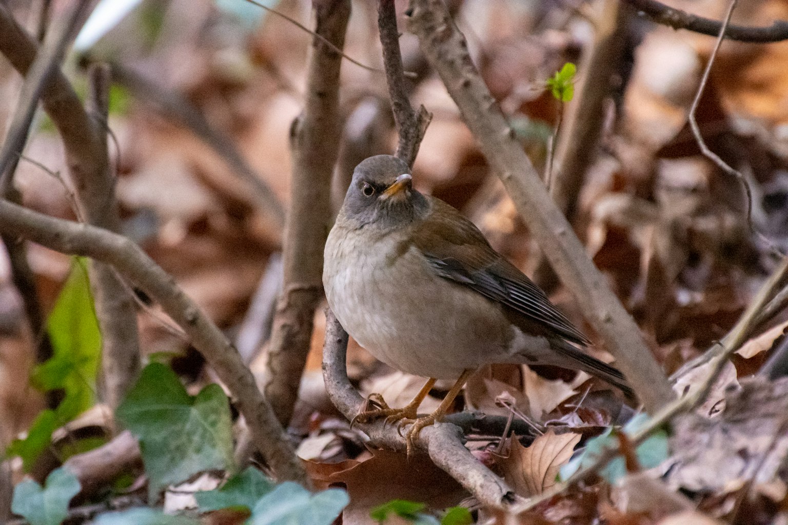 Kleiner Vogel steht auf gefallenen Blättern zwischen Ästen