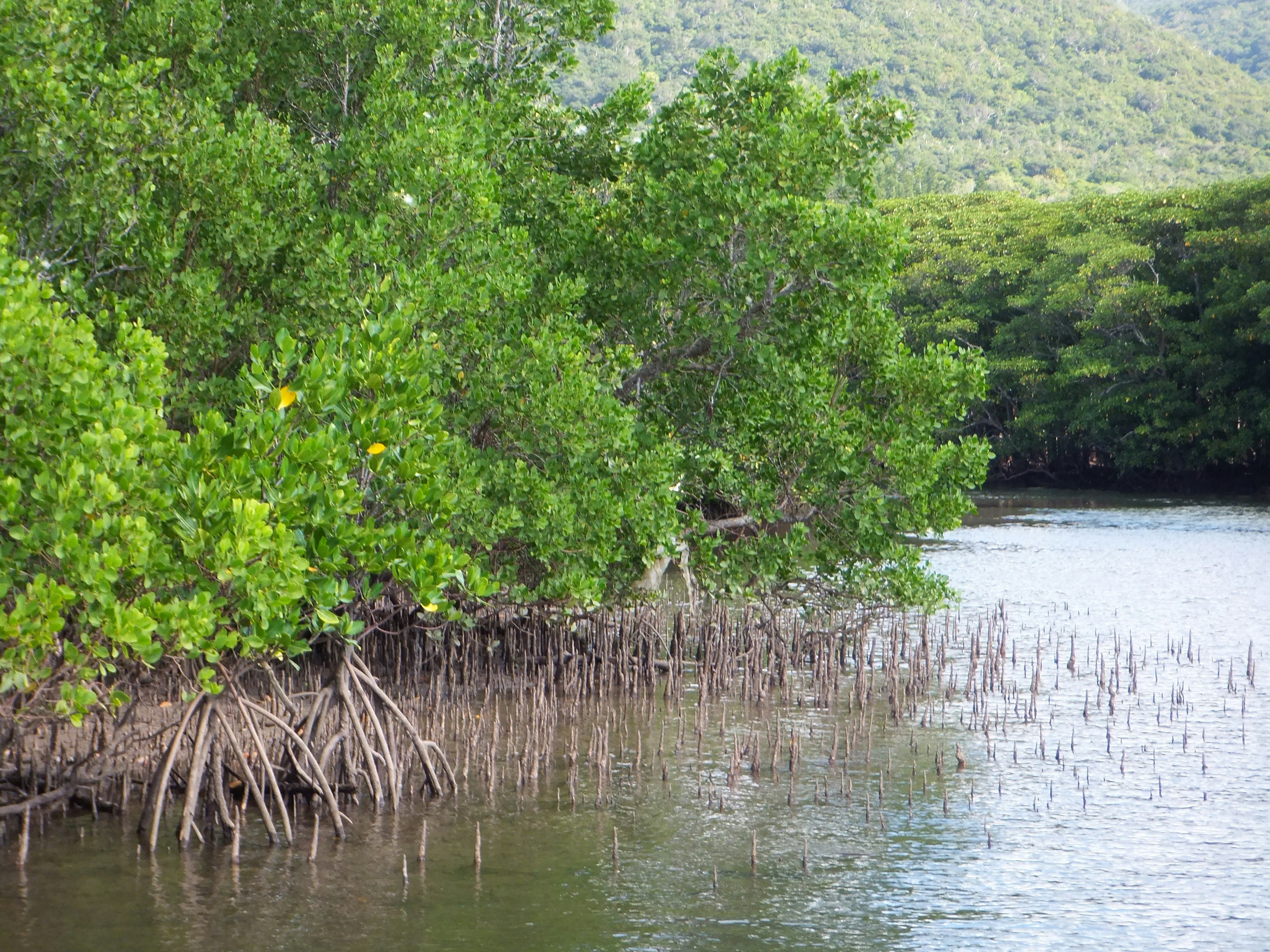 racines de mangrove s’étendant sur une surface d’eau calme