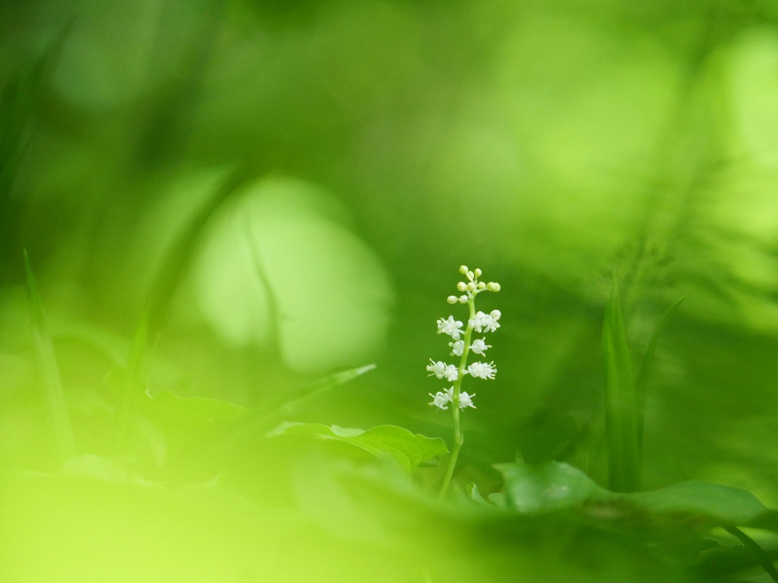 Nahaufnahme einer kleinen weißen Blume umgeben von grünem Laub