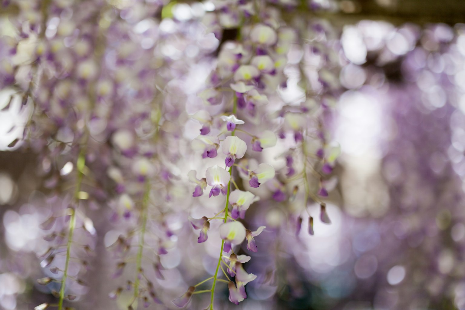 Bella foto di fiori di glicine viola che pendono
