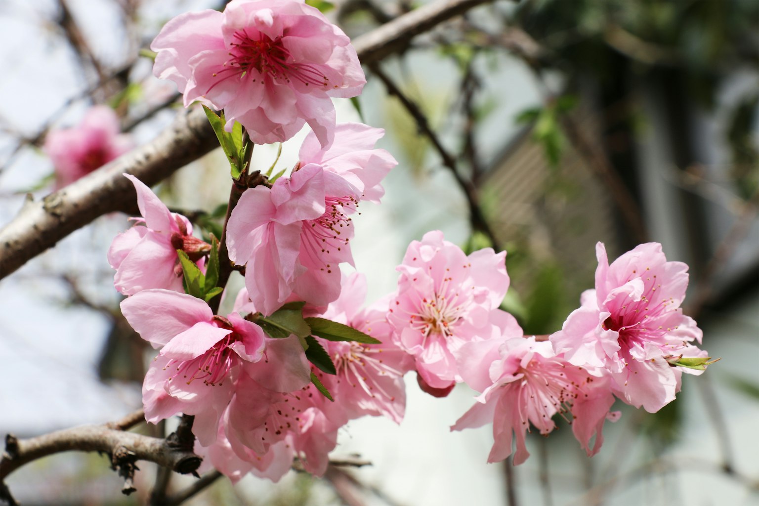Close-up of cherry blossom flowers on a branch