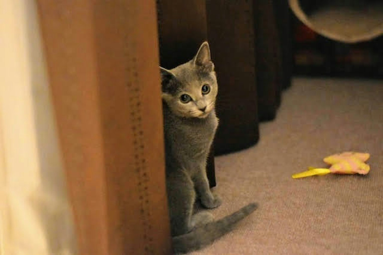 Gato gris asomándose detrás de una pared