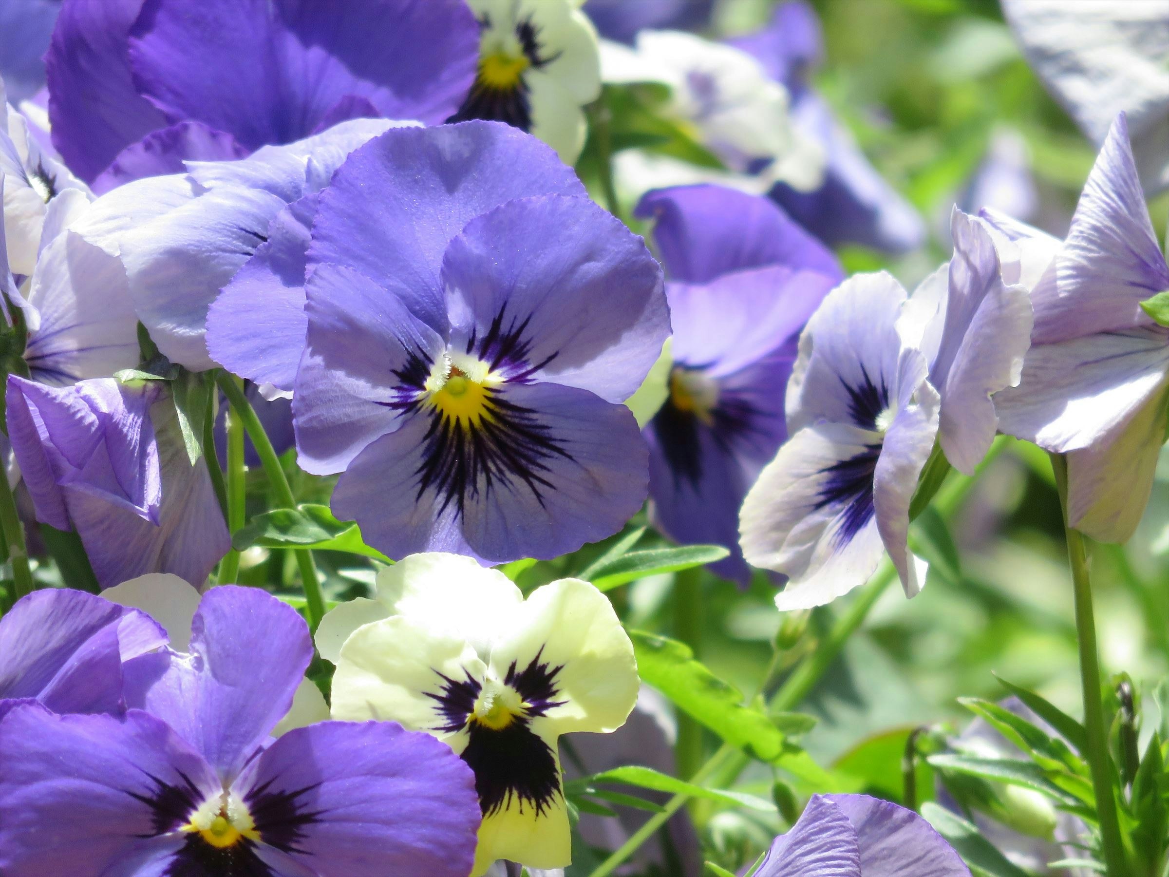 紫のパンジーの花が咲く花壇のクローズアップ