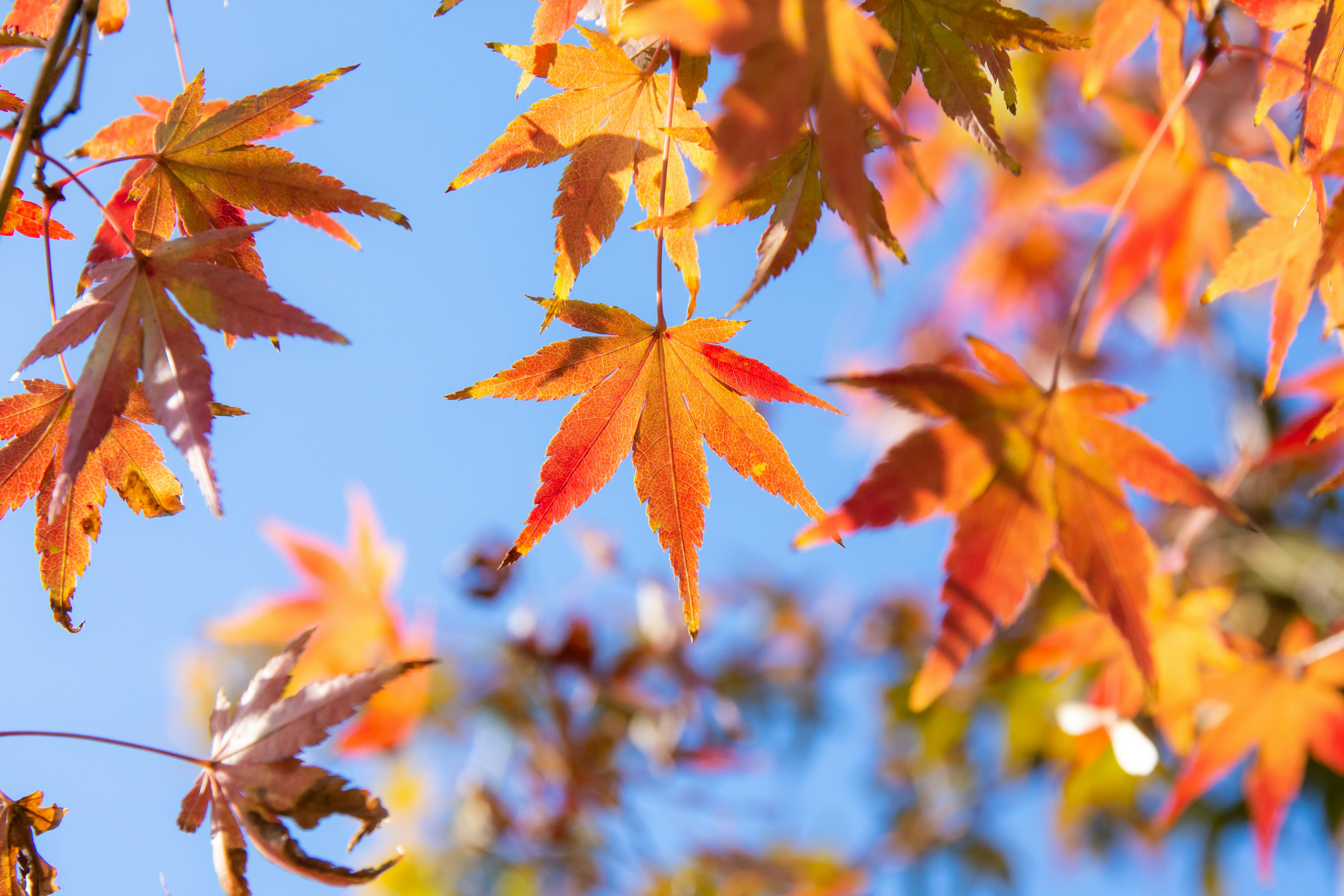 Beautiful autumn leaves against a clear blue sky