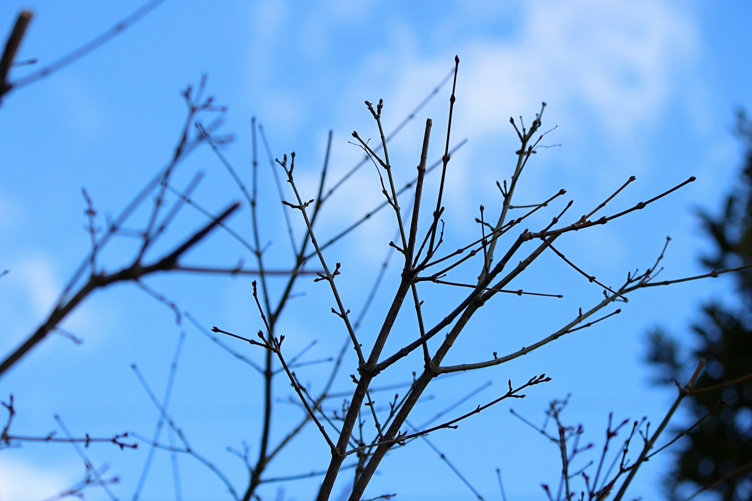 Silhouette de fines branches d'arbre contre un ciel bleu