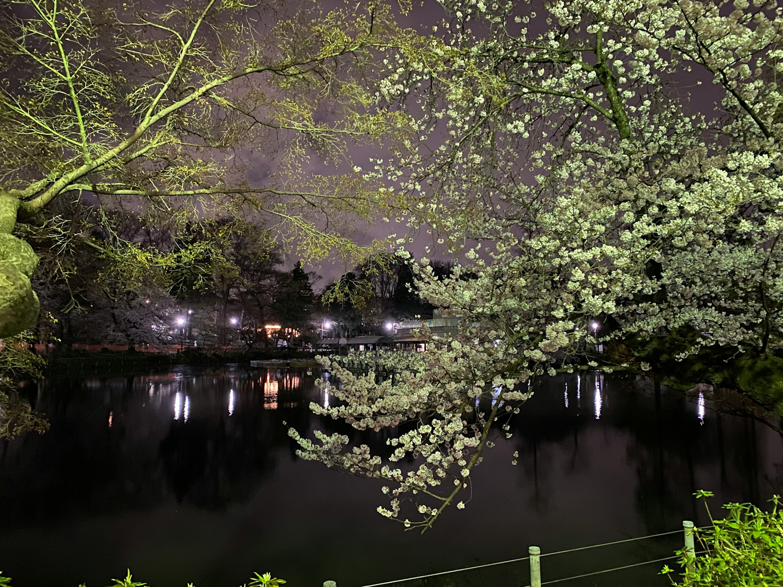 Pemandangan malam kolam taman dengan pohon sakura