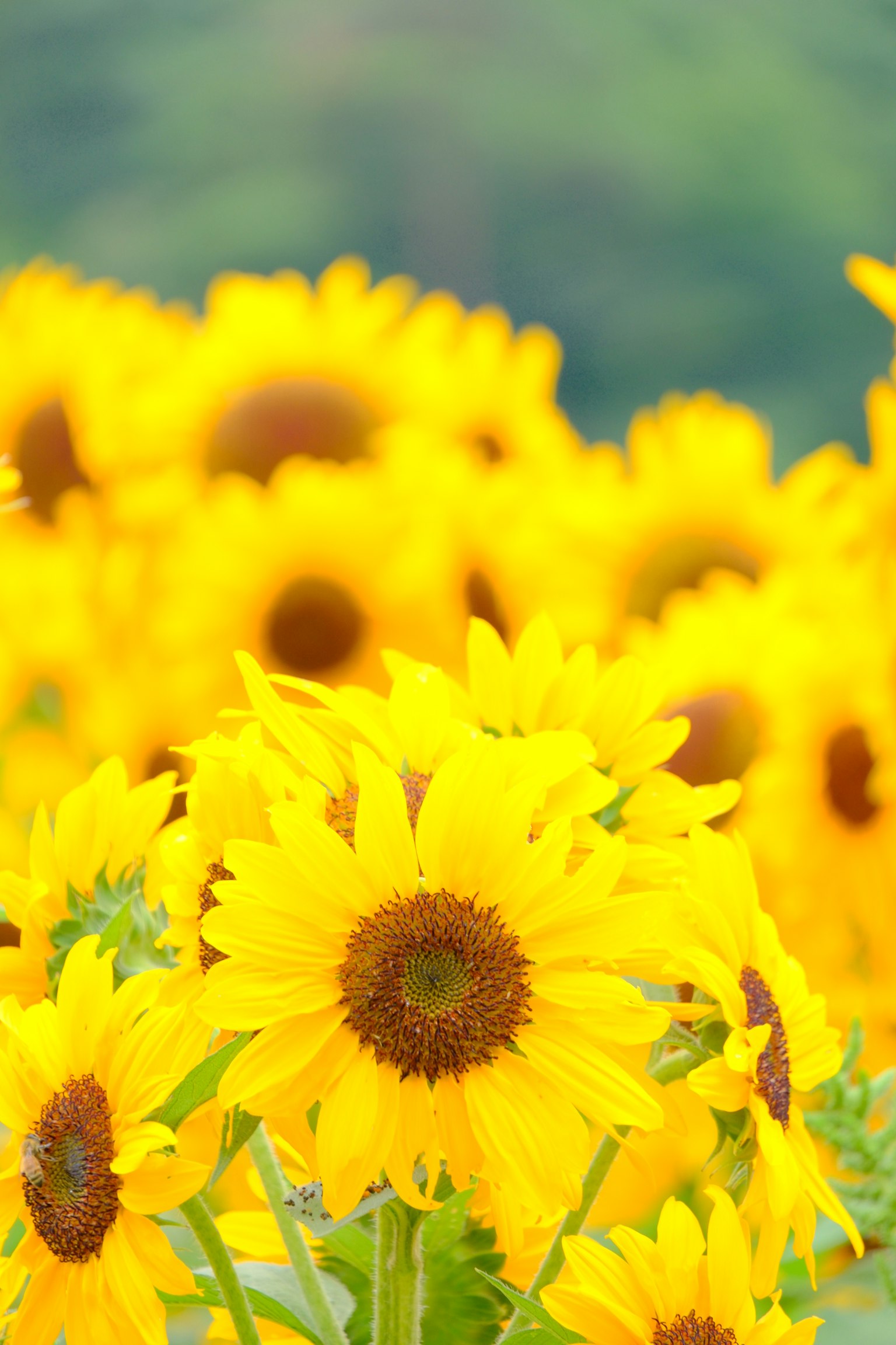 Girasoles vibrantes floreciendo en un campo