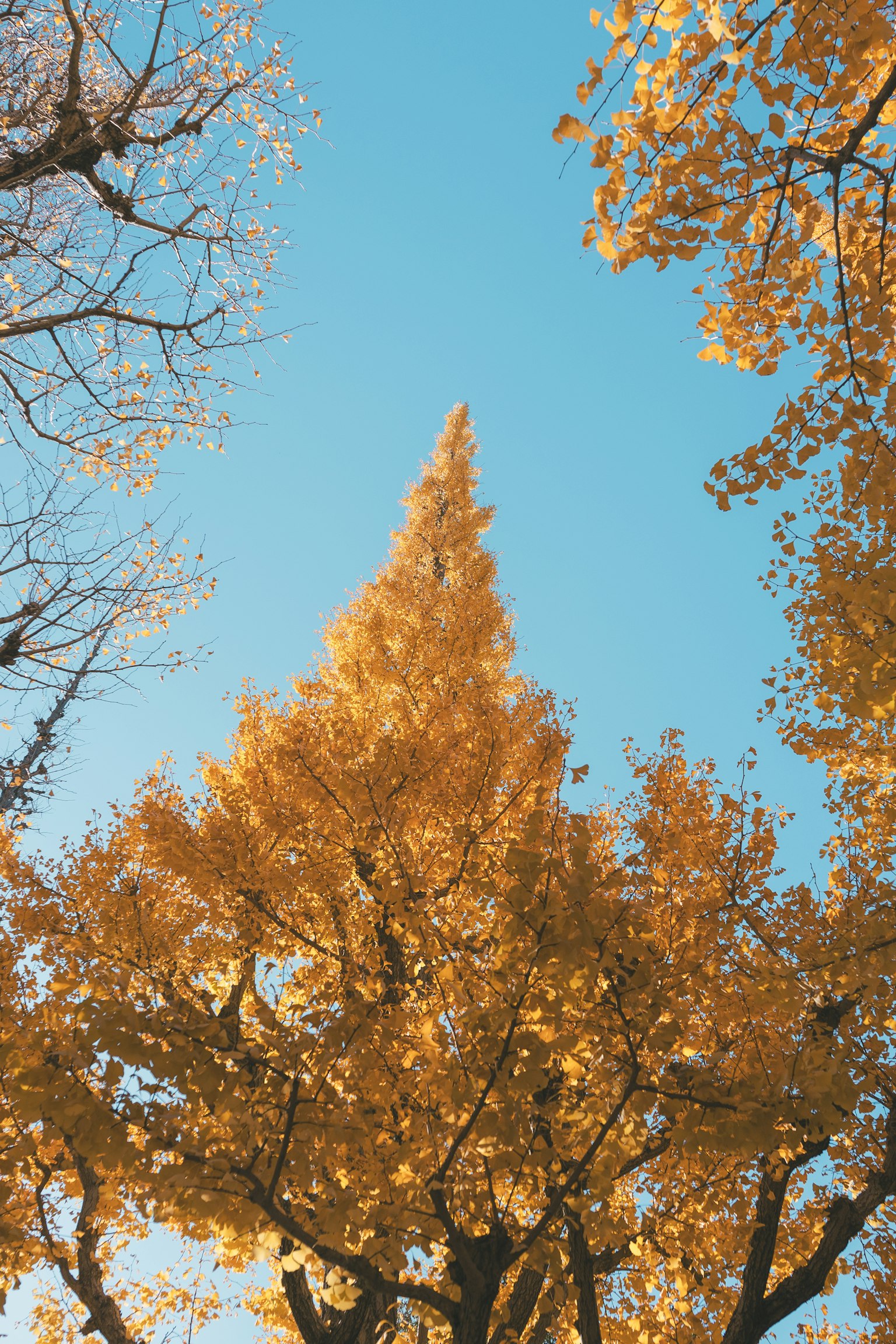 Golden leaves of a tree against a blue sky