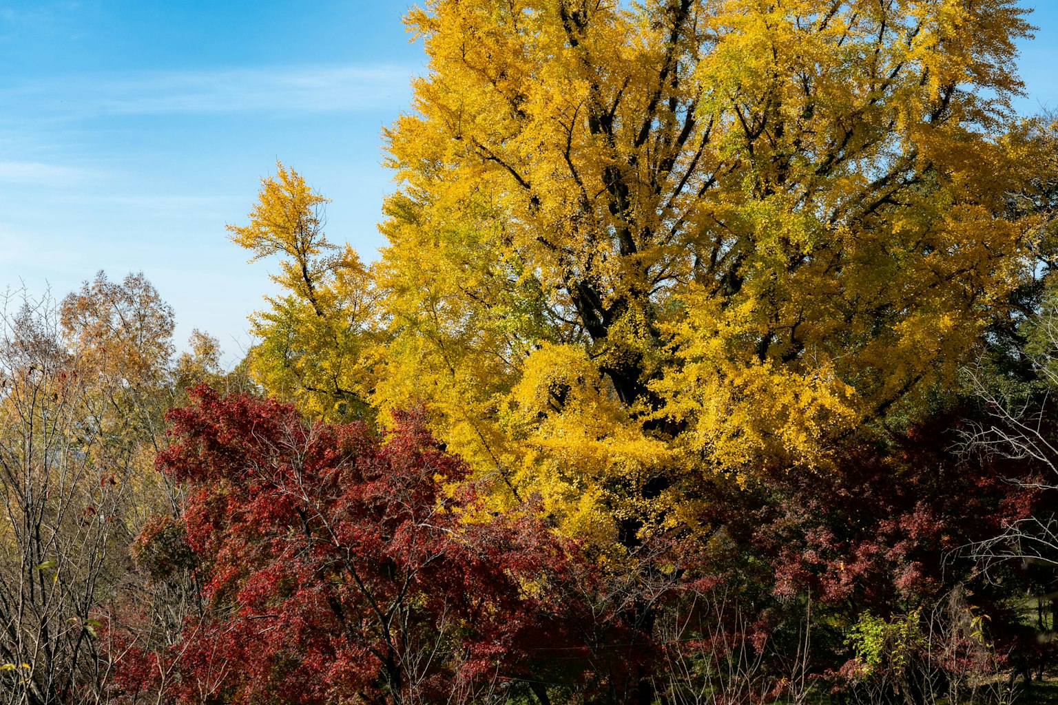 Schöne Landschaft mit kontrastierenden gelben Bäumen und roten Blättern im Herbst