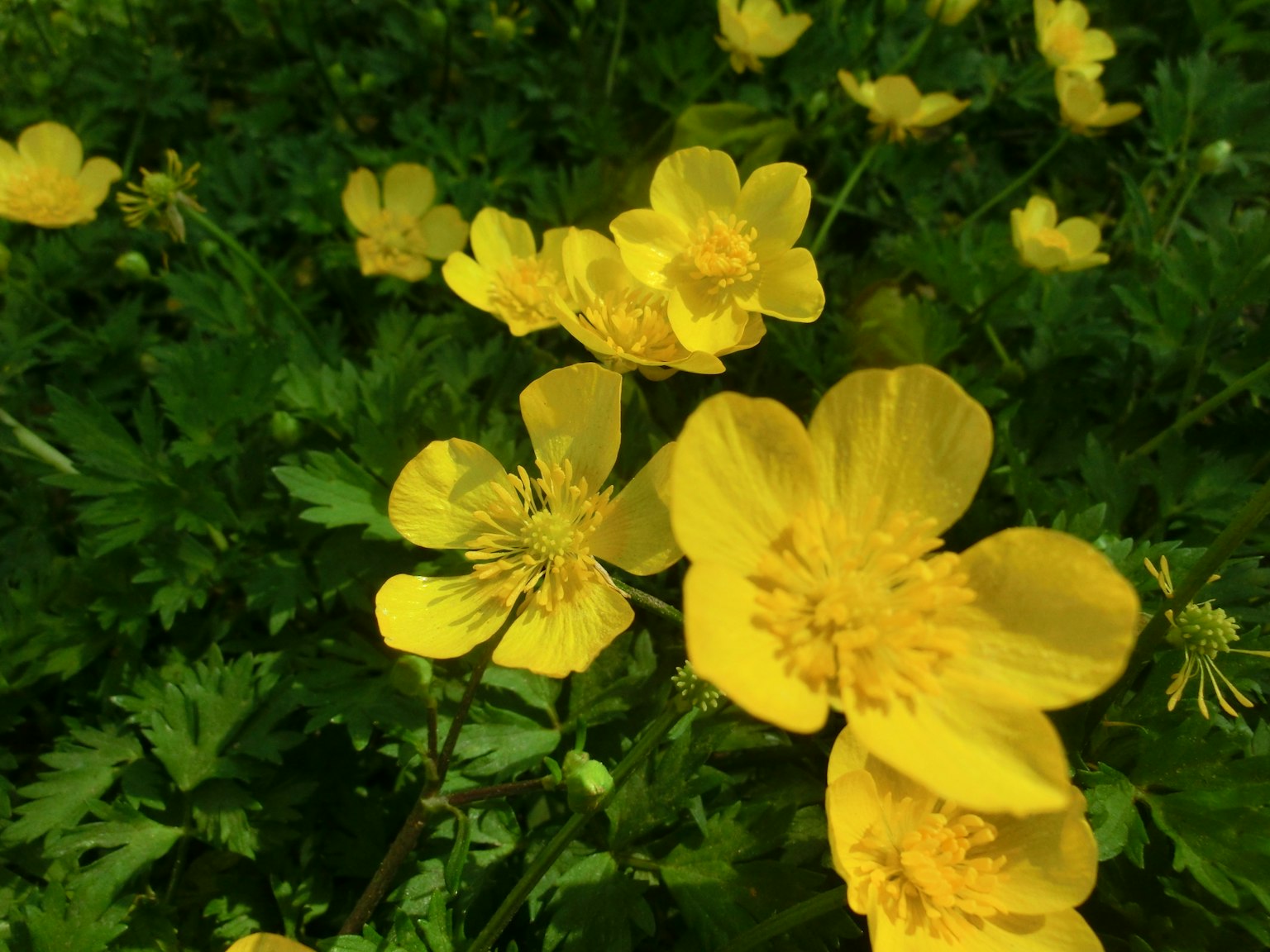 Gelbe Blumen blühen vor einem grünen Hintergrund