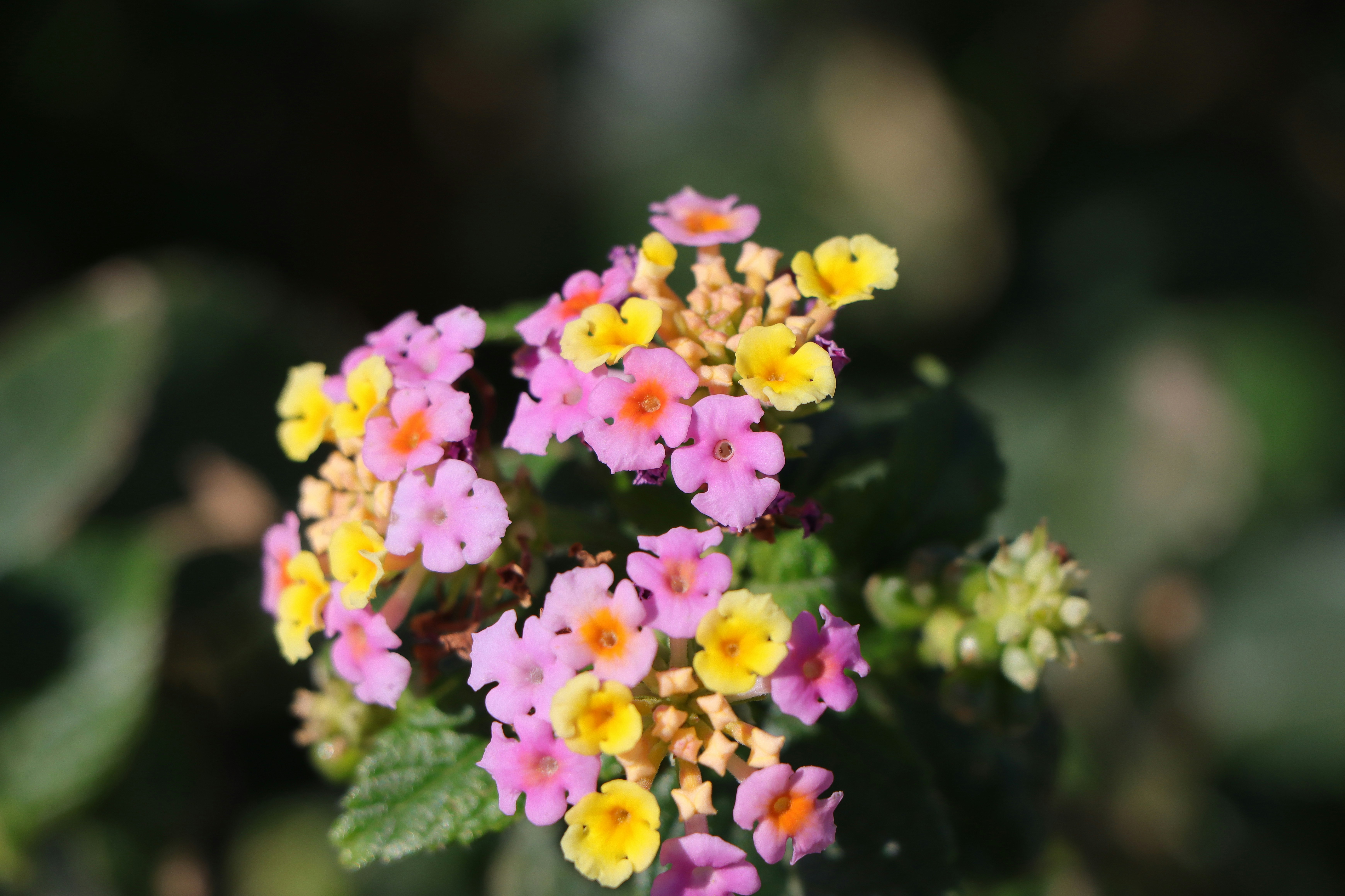 五彩兰花（马缨丹）花朵特写