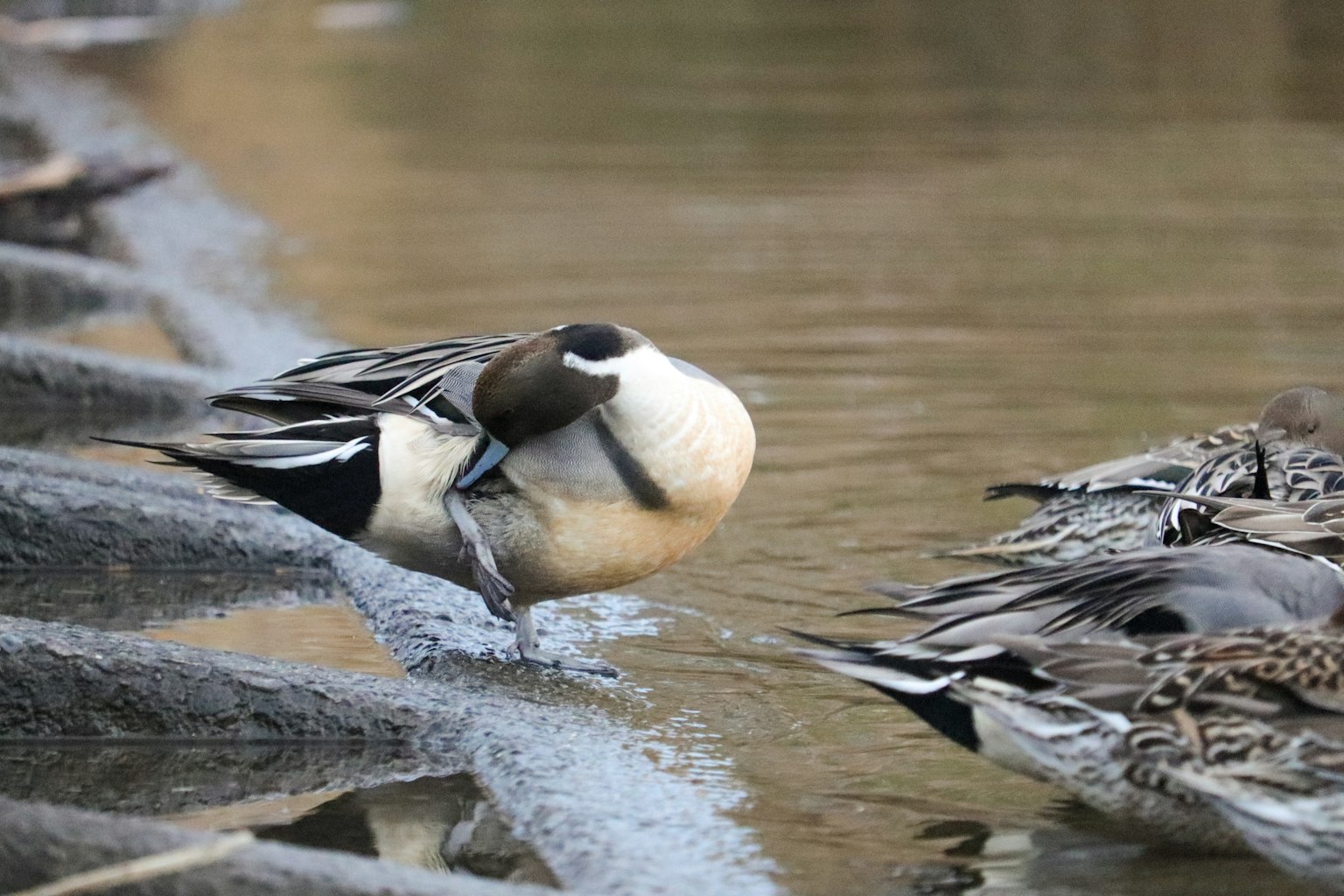 A group of birds by the water featuring a distinct bird in the foreground