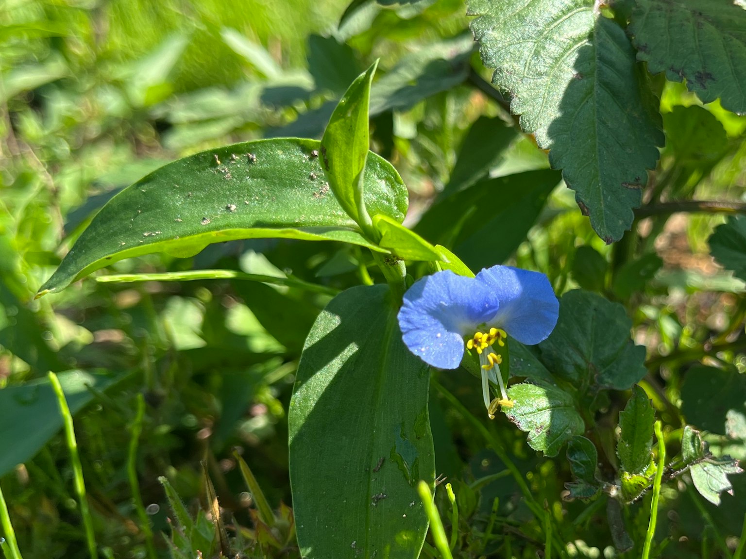 Gros plan d'une fleur bleue avec des feuilles vertes