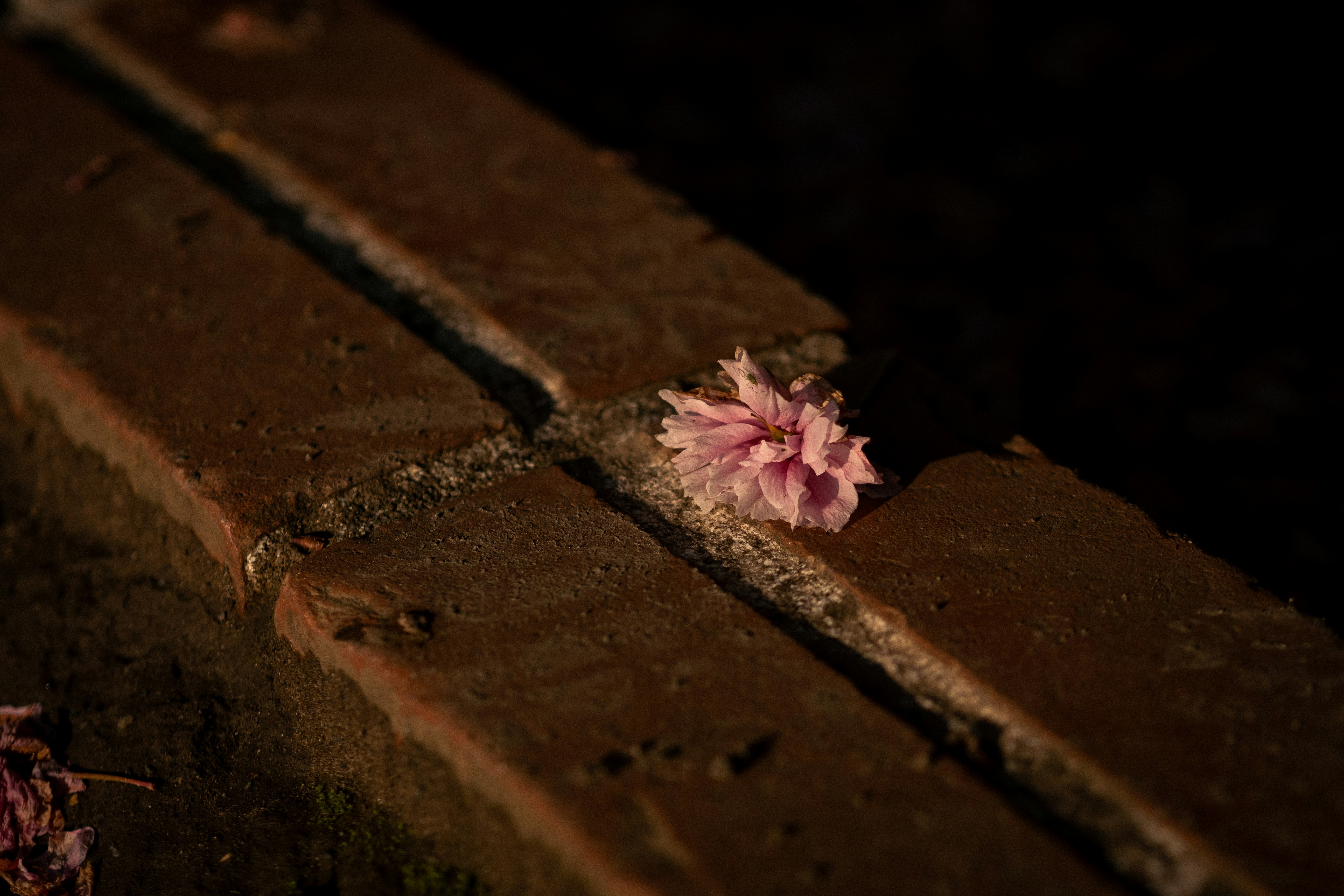 flower petals fallen in the gaps of a stone pavement