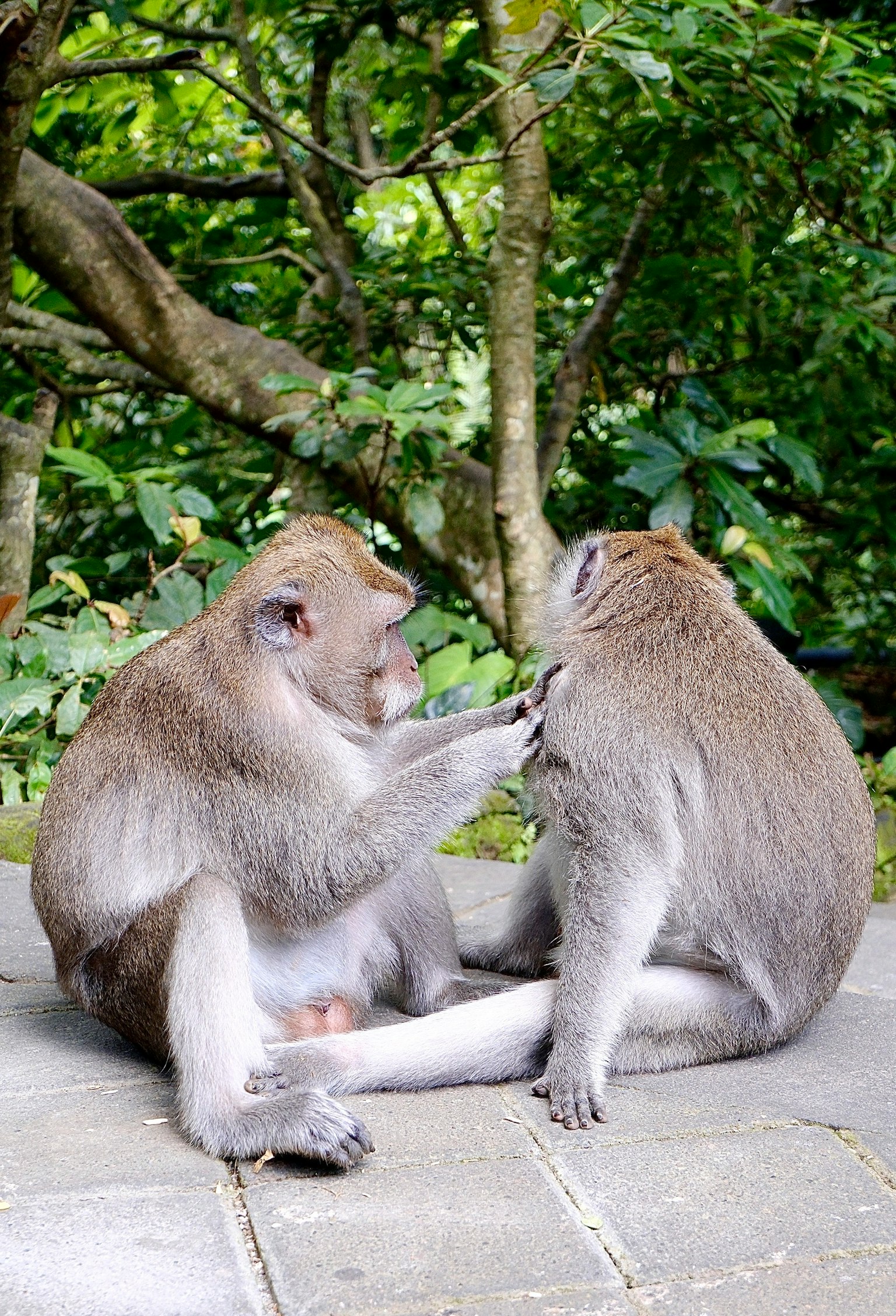 二匹の猿が互いに毛づくろいをしている緑豊かな背景の中で