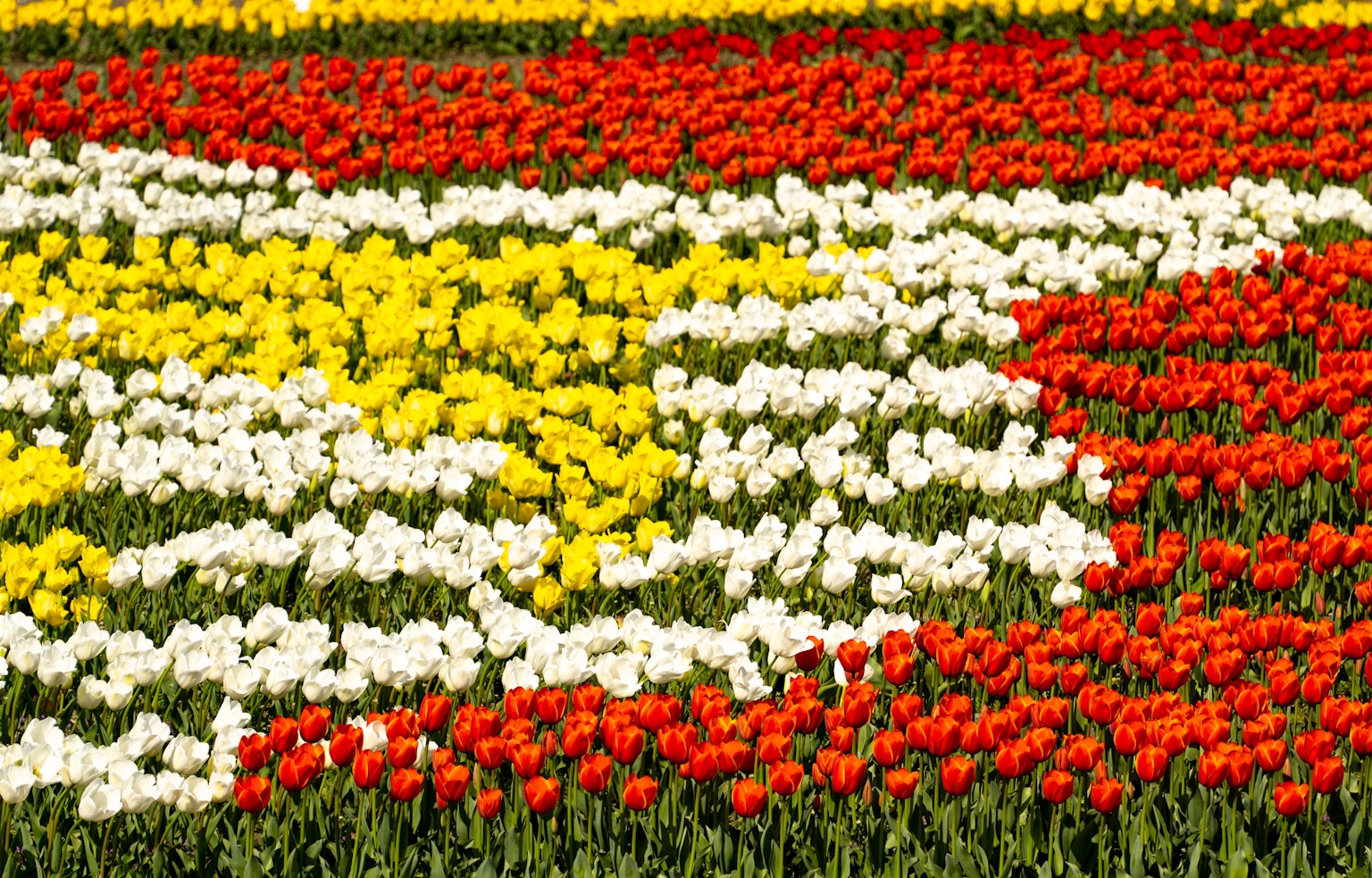 Kedekatan ladang tulip yang berwarna-warni dengan bunga merah putih dan kuning disusun dalam pola