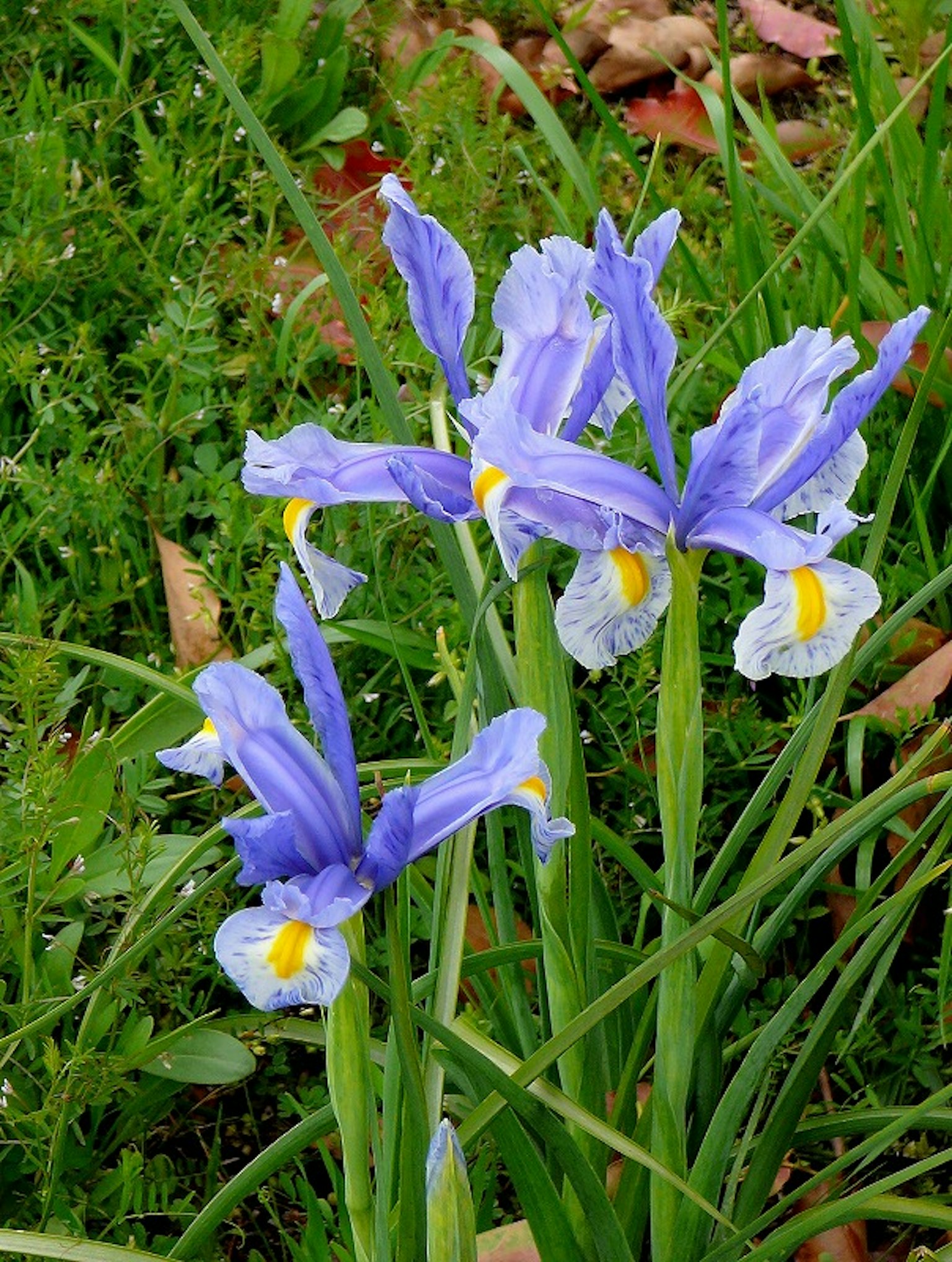 Flores de iris moradas floreciendo entre la hierba verde