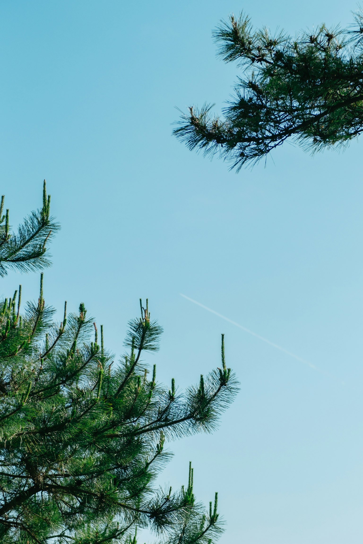 Ramas de árboles verdes contra un cielo azul claro