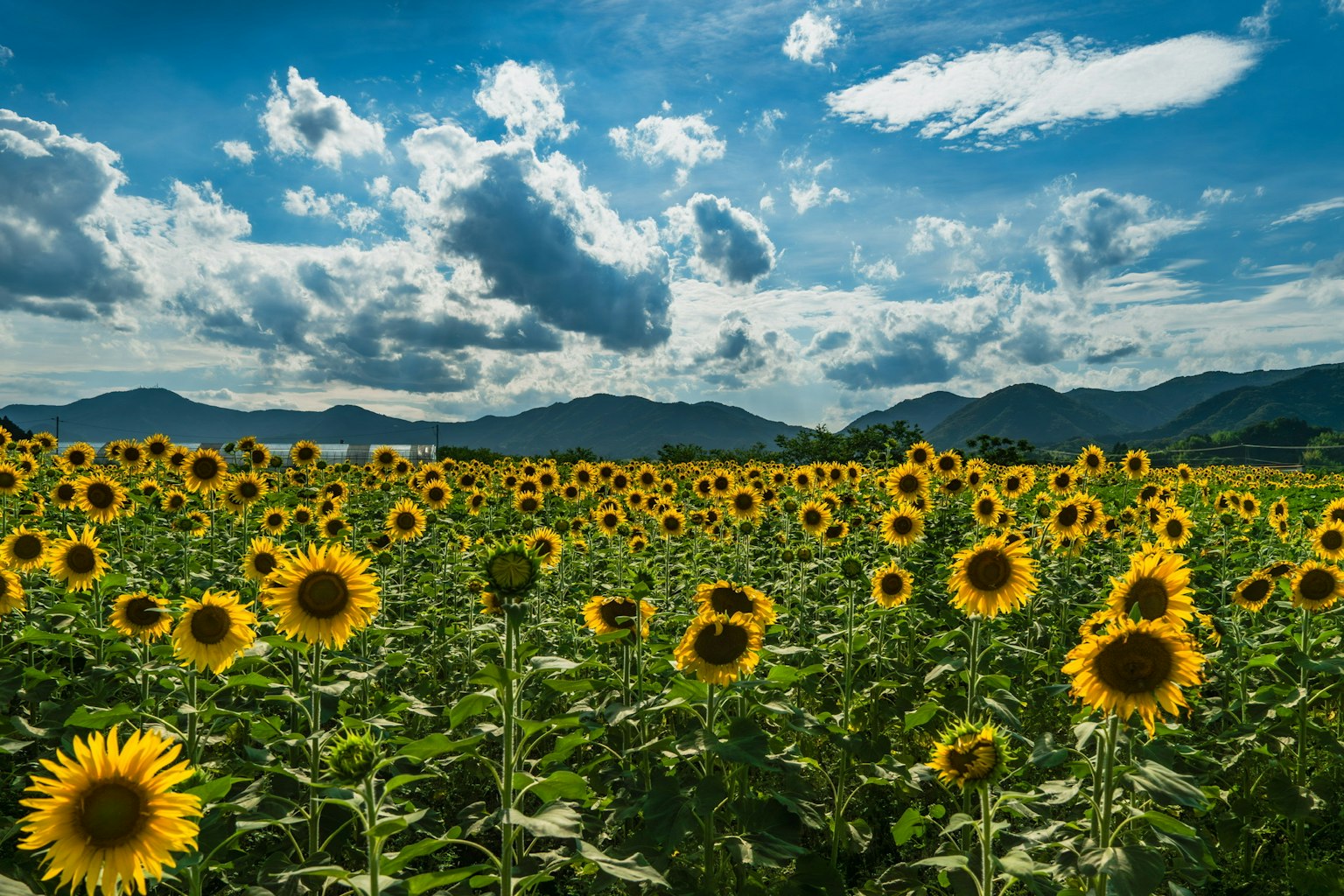 Cánh đồng hoa hướng dương dưới bầu trời xanh với mây và núi ở phía sau