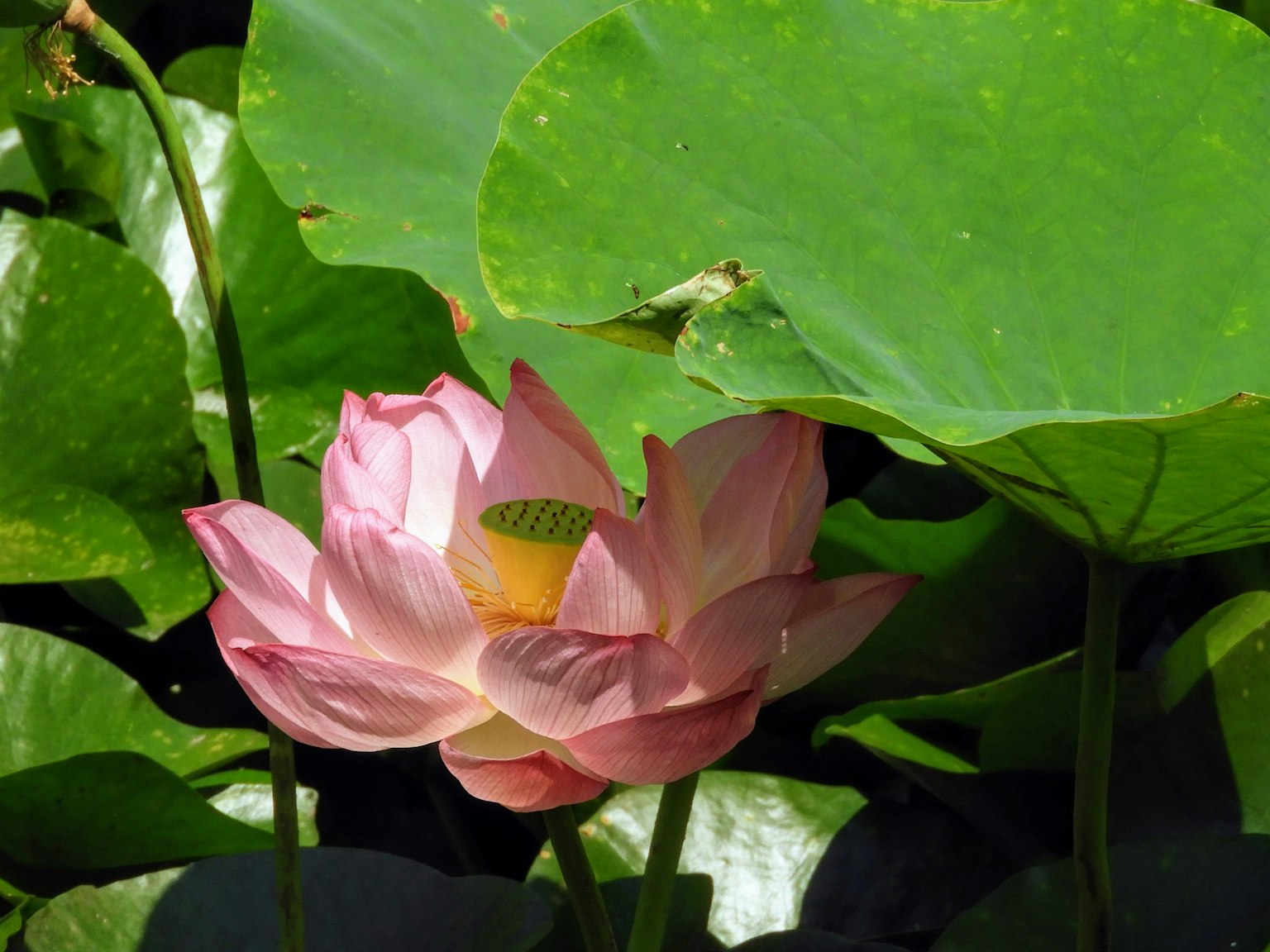 Schöne rosa Lotusblume umgeben von großen grünen Blättern