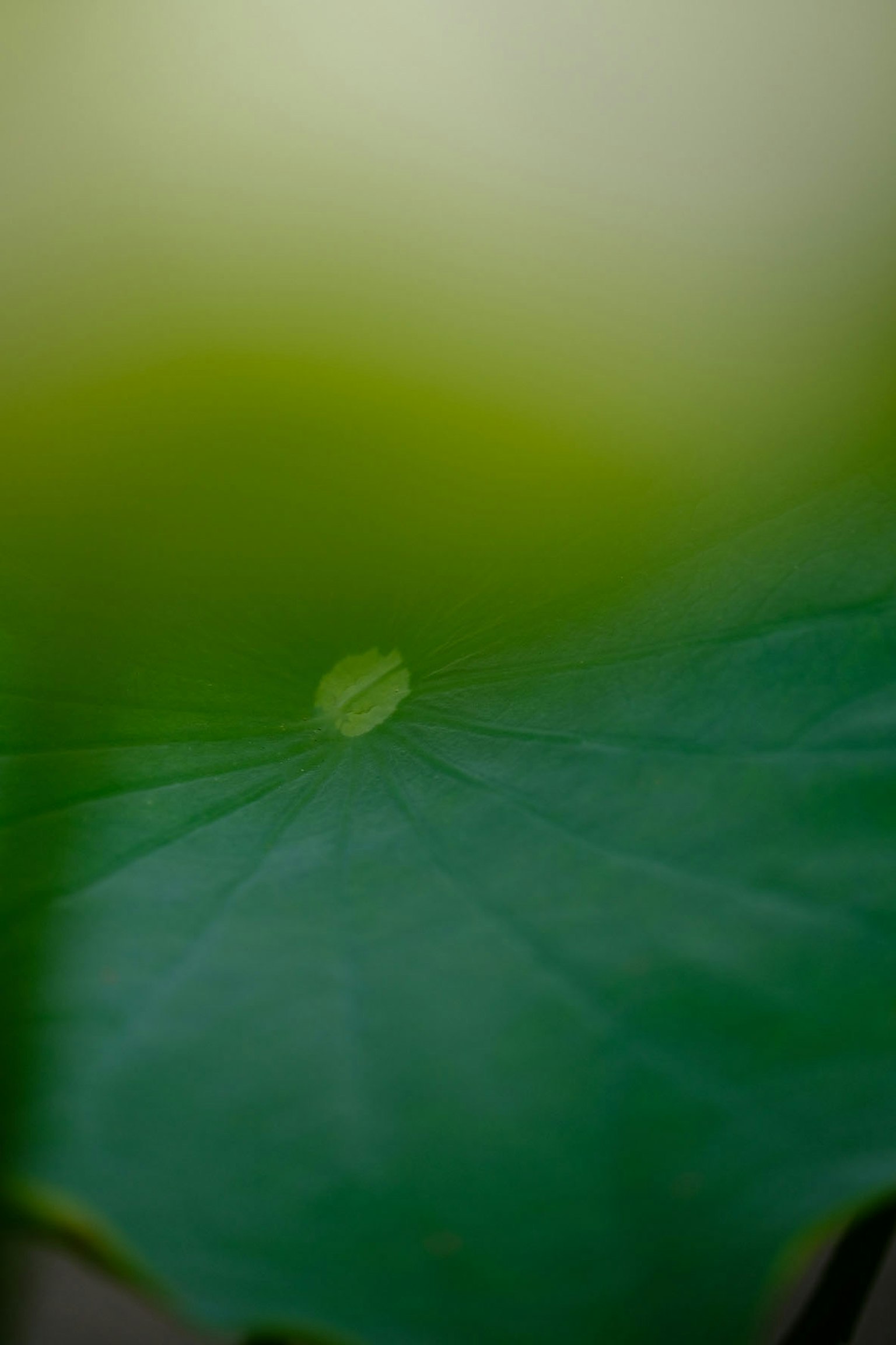 Close-up daun hijau dengan latar belakang buram yang lembut