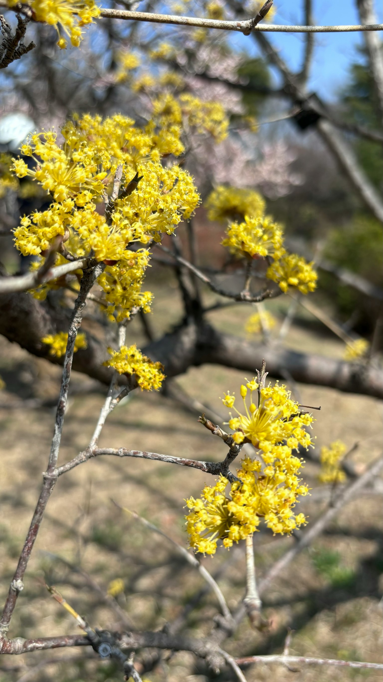 Gros plan sur des branches d'arbre avec des fleurs jaunes en fleurs