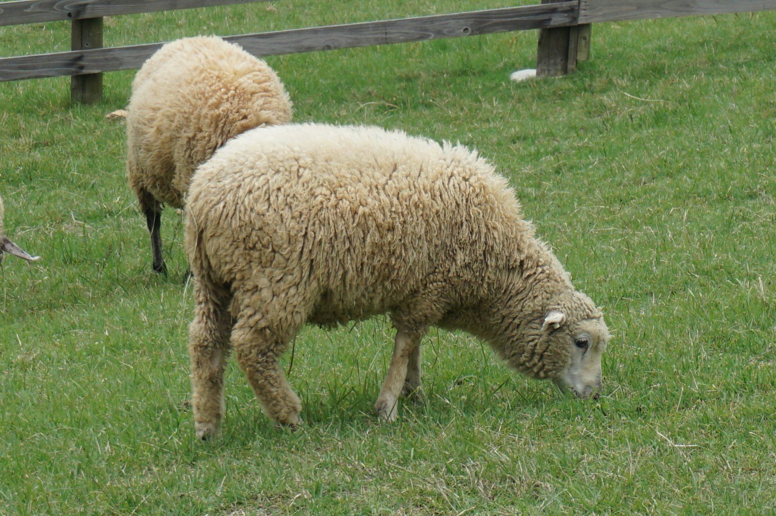 Un troupeau de moutons paissant sur un pré verdoyant dans un cadre de ferme