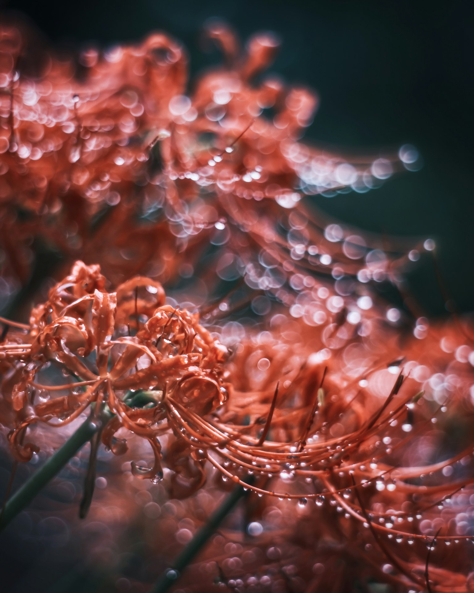 Gros plan de fleurs rouges avec des gouttes d'eau créant une atmosphère de rêve