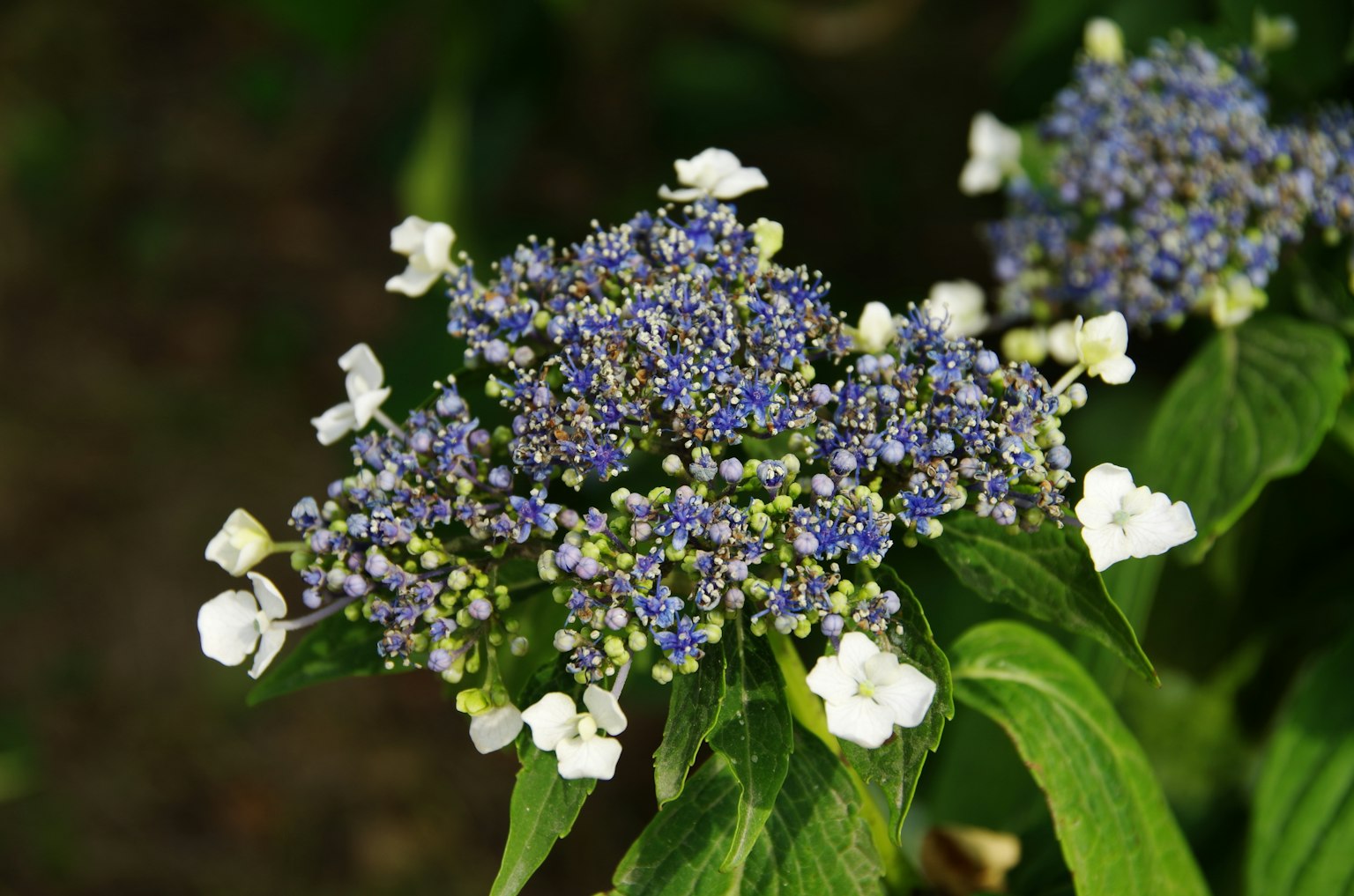 A cluster of beautiful blue and white flowers