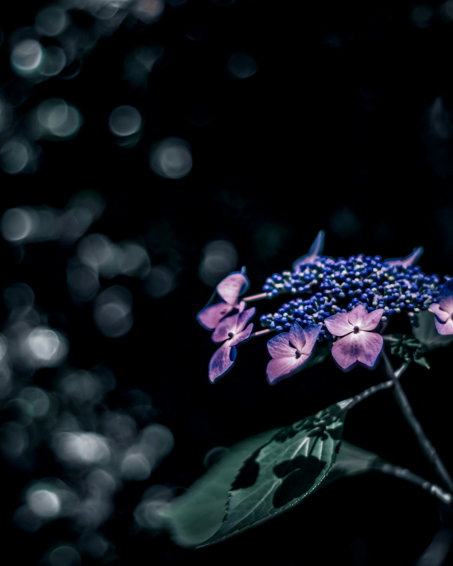 Acercamiento de flores moradas sobre fondo oscuro