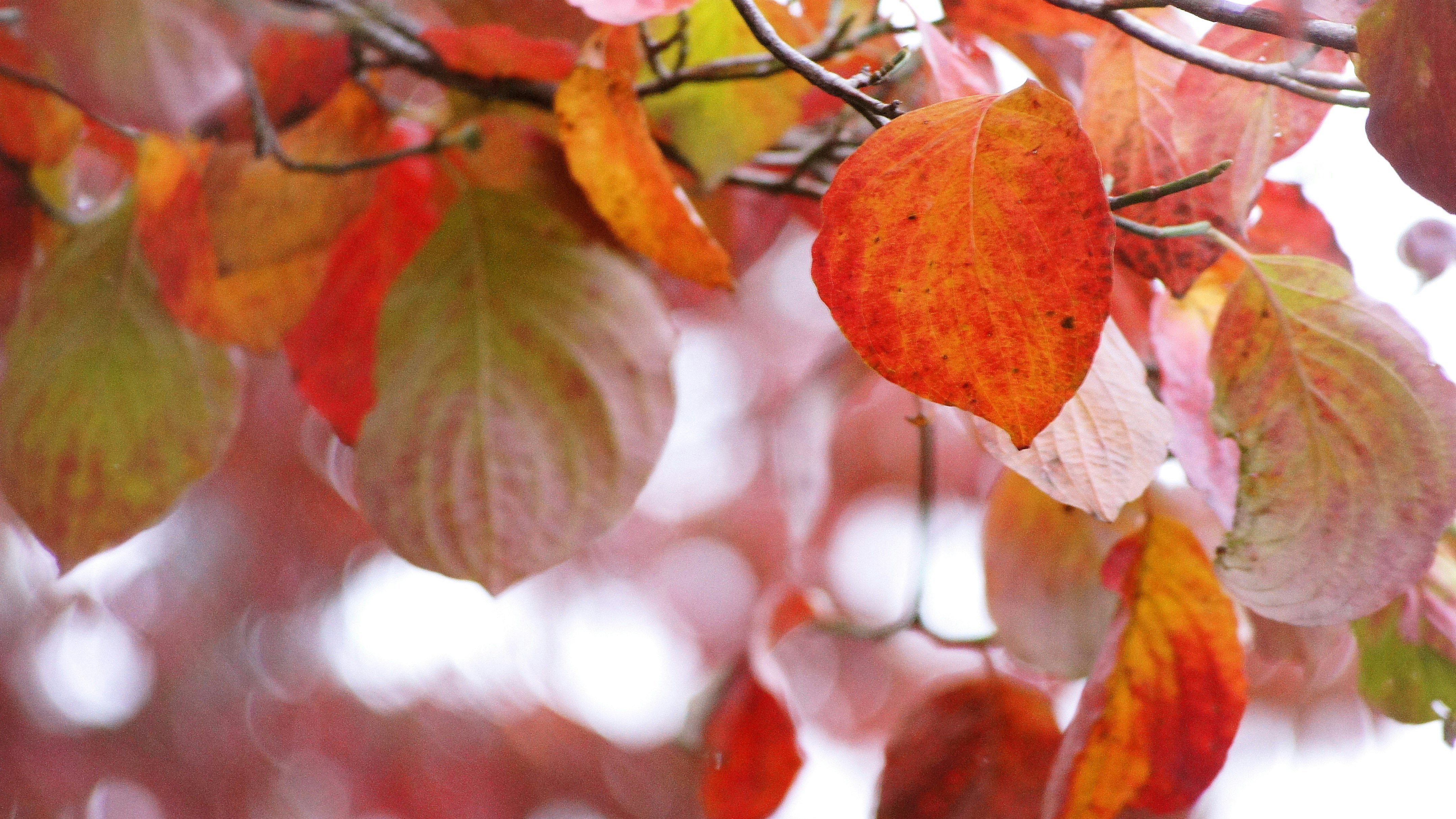 花水木の紅葉が枝に色づく秋の木の葉のクローズアップ