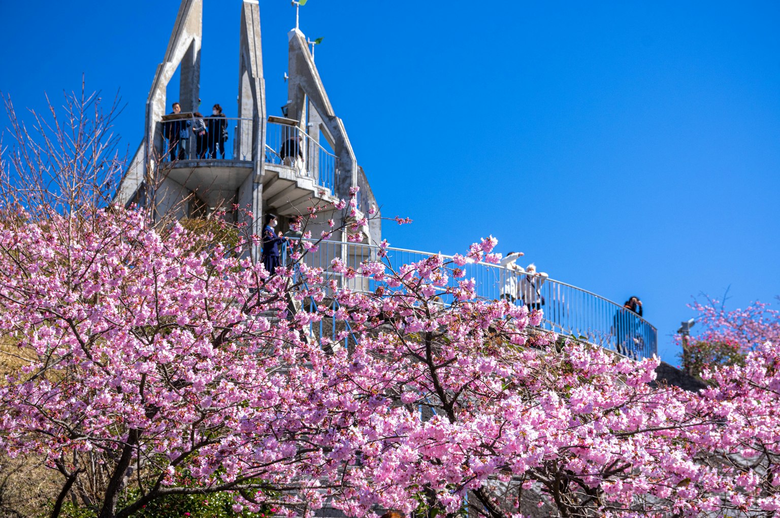 Vista de cerezos en flor con una torre de observación bajo un cielo azul claro