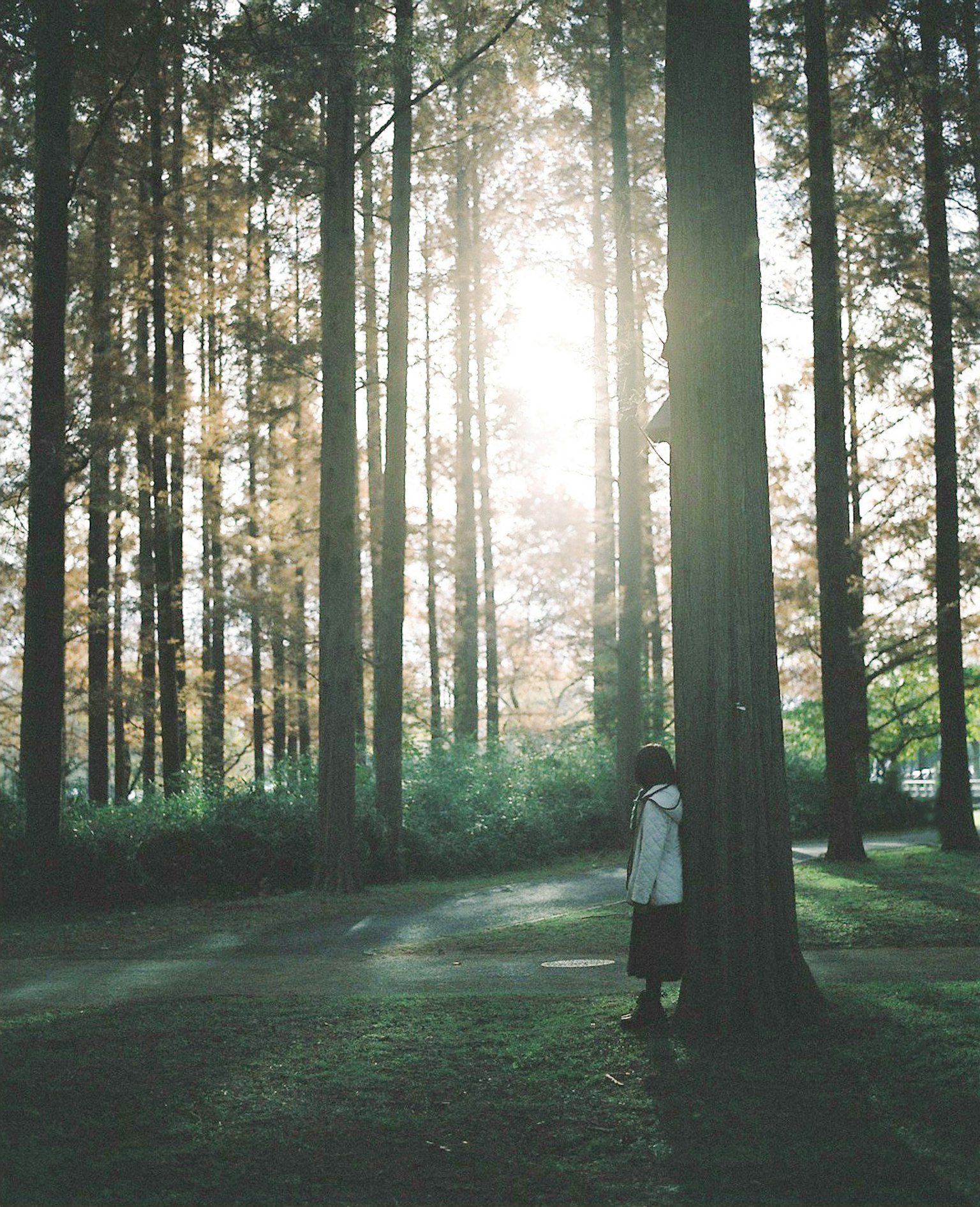 Persona de pie en un bosque verde, árboles altos de fondo, luz suave filtrando