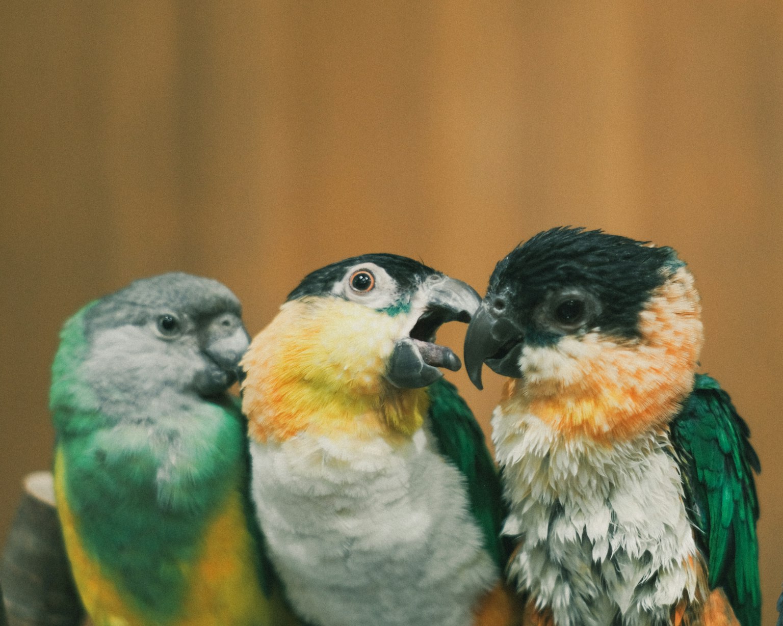 Three colorful parrots huddled together