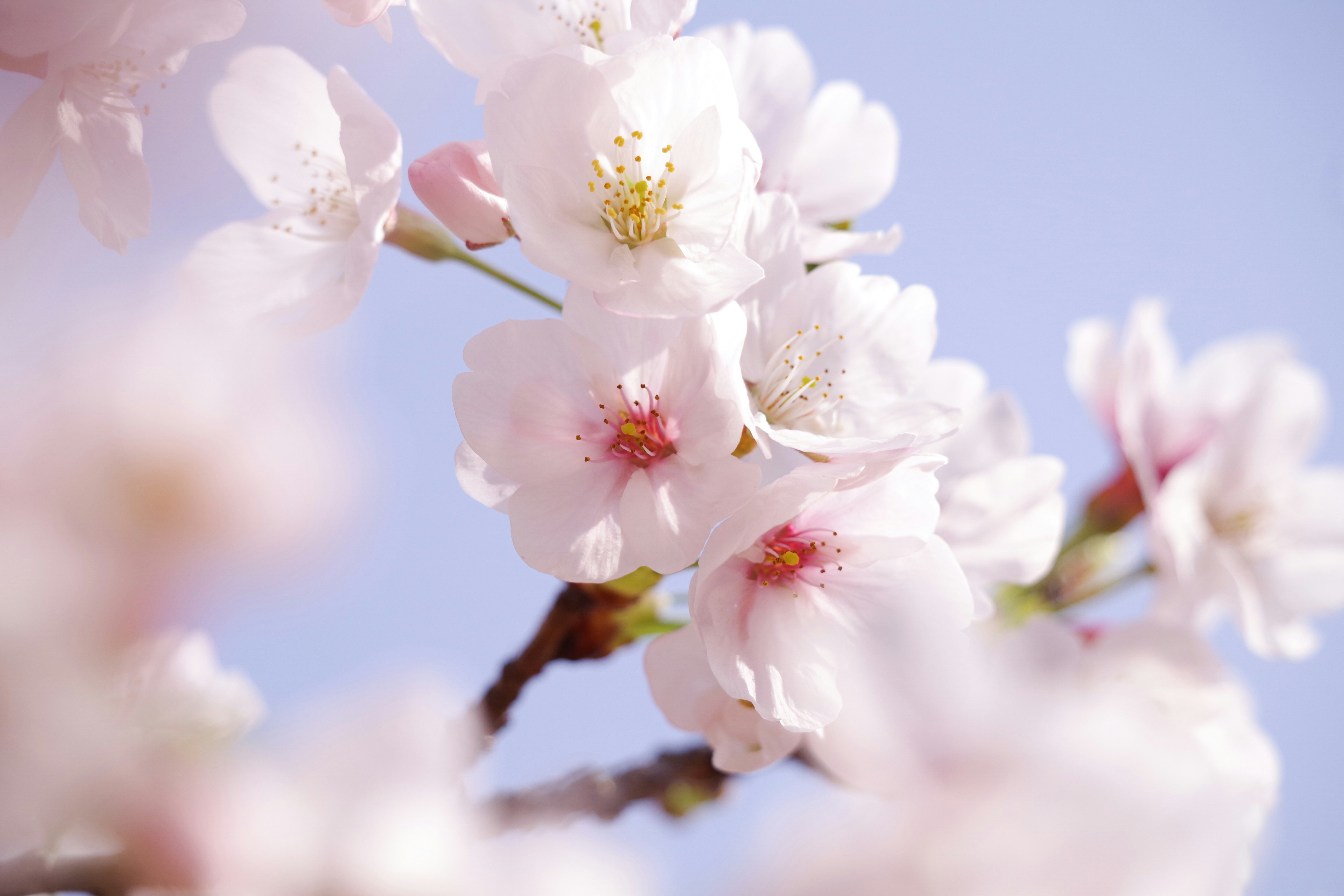 桜の花びらがふわりと咲く枝先のクローズアップ