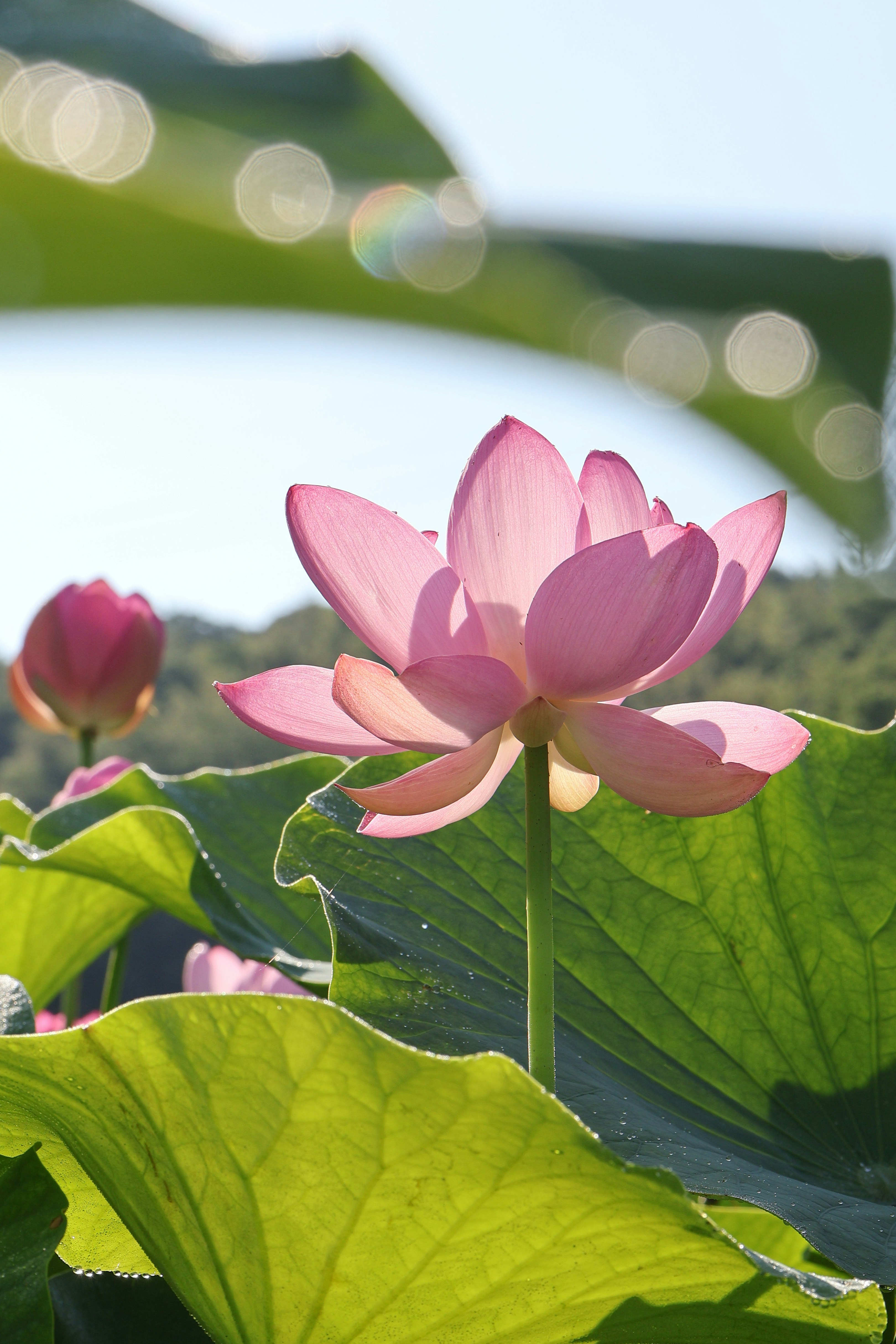 Lotusblüten mit Morgentau im Historischen Park Kōjindani in Izumo, Shimane