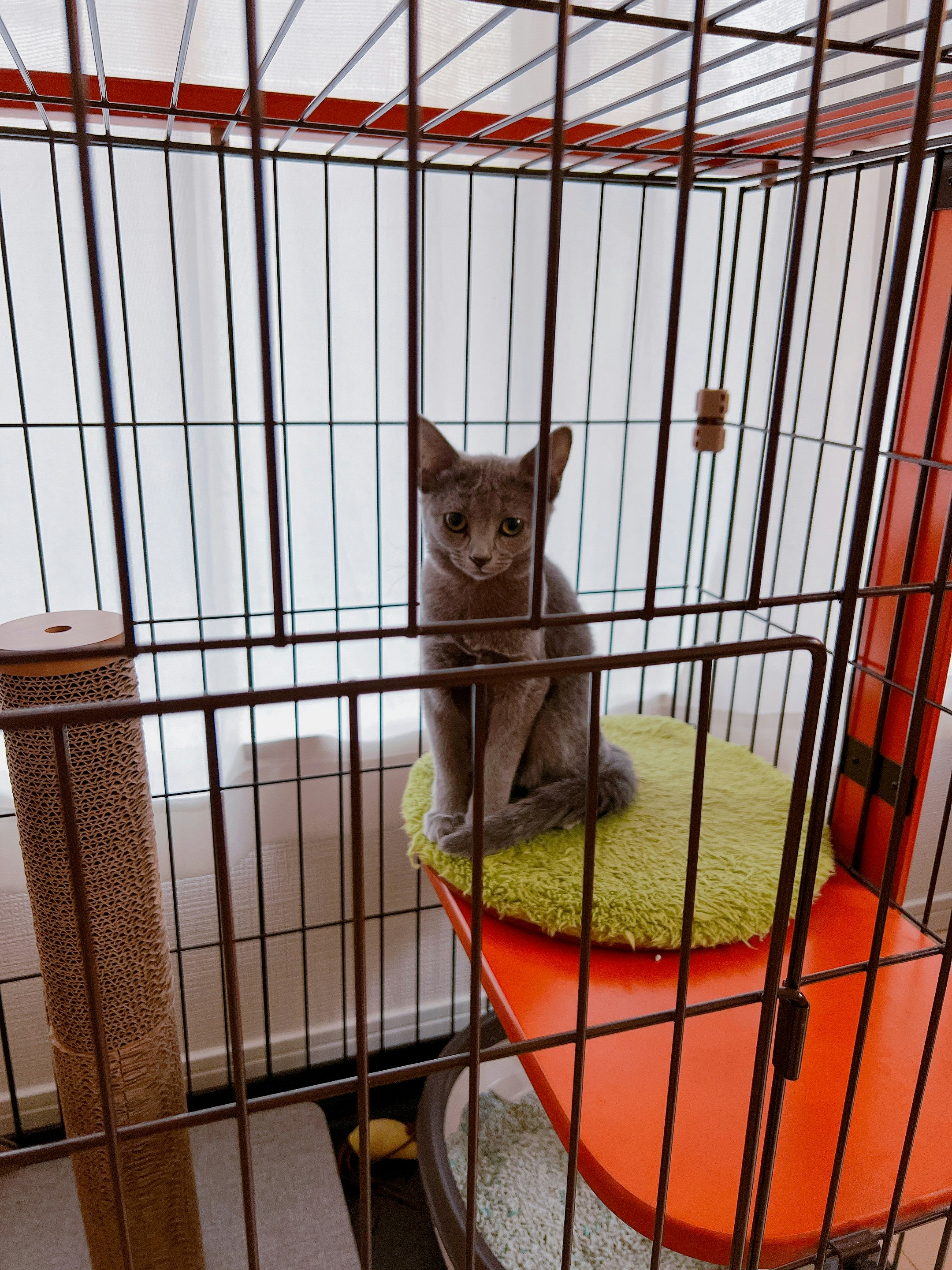 kitten sitting on a blanket inside a cage