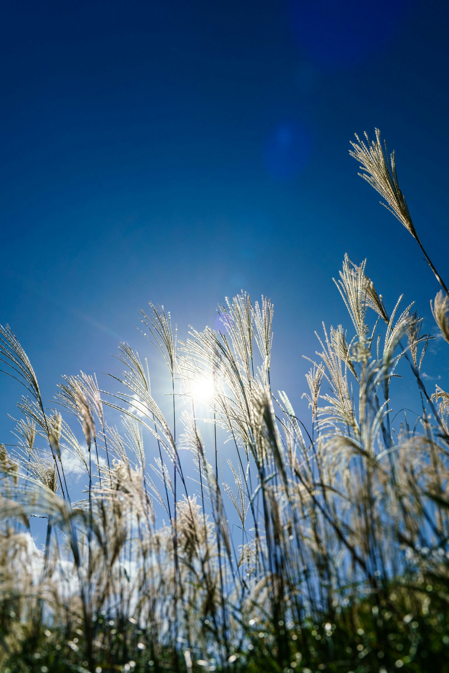 Herbe haute avec des plumets sous un ciel bleu éclatant