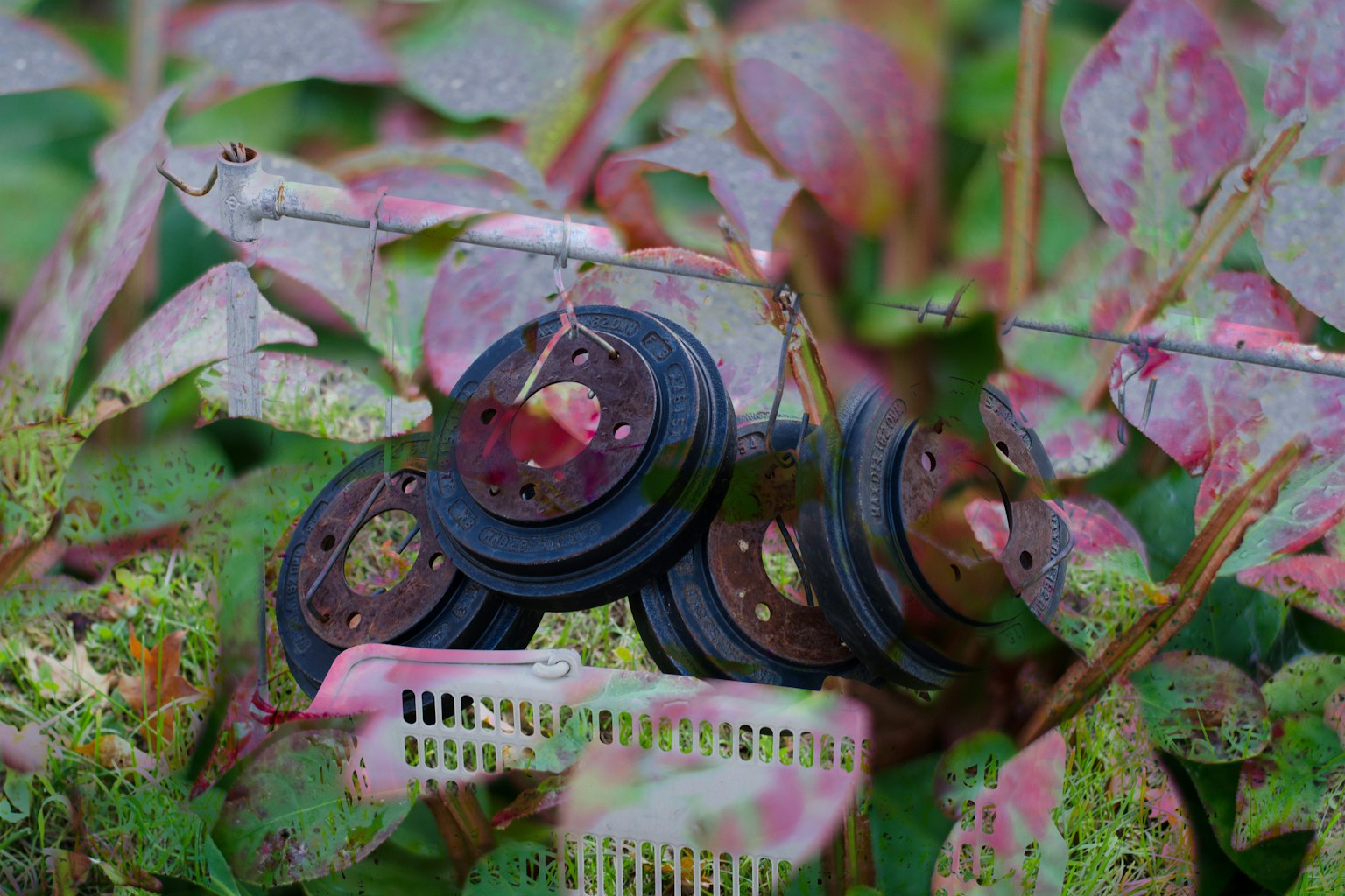 Black circular weights surrounded by green leaves with a white basket
