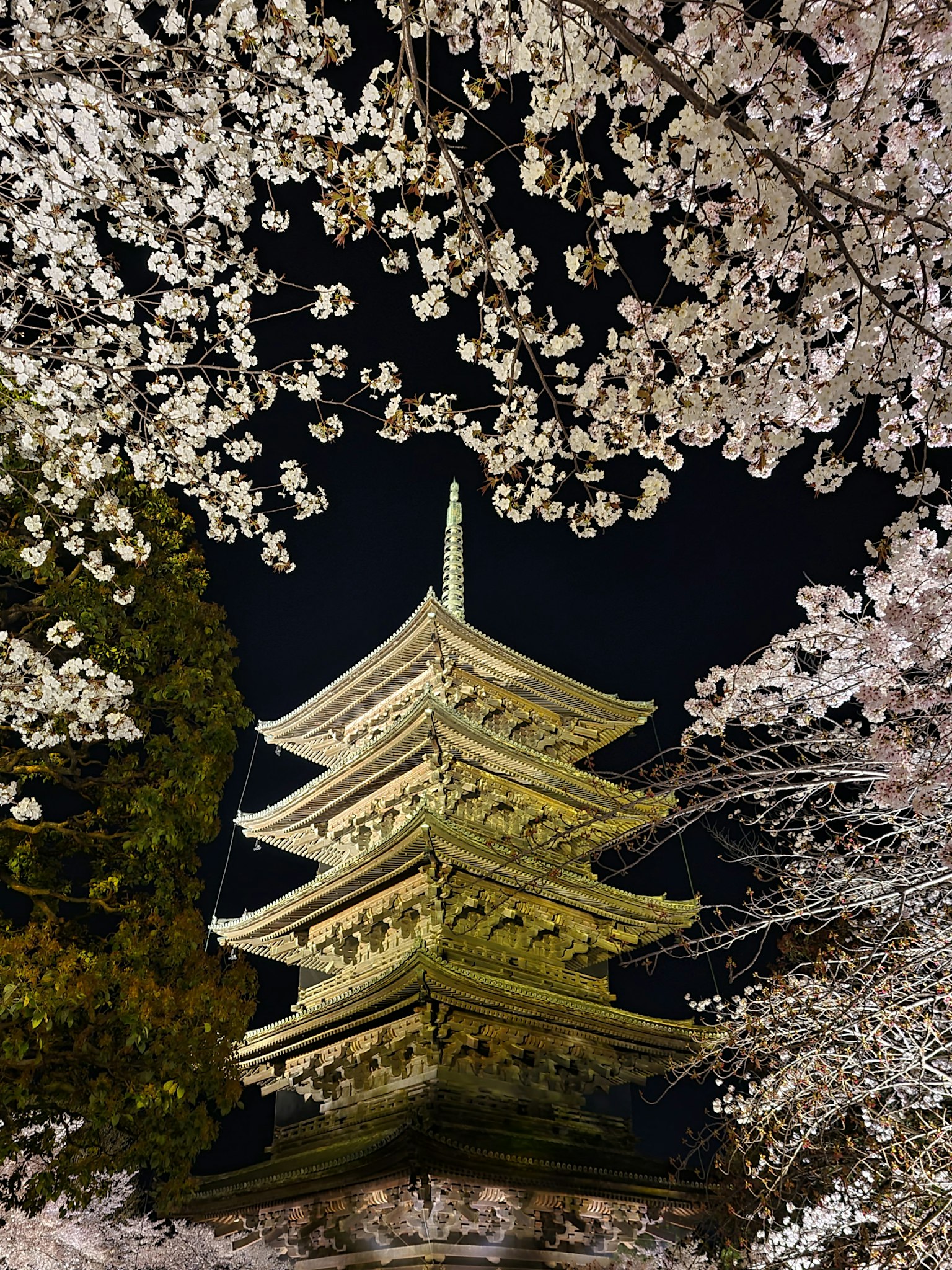 Pagoda indah dikelilingi bunga sakura di malam hari
